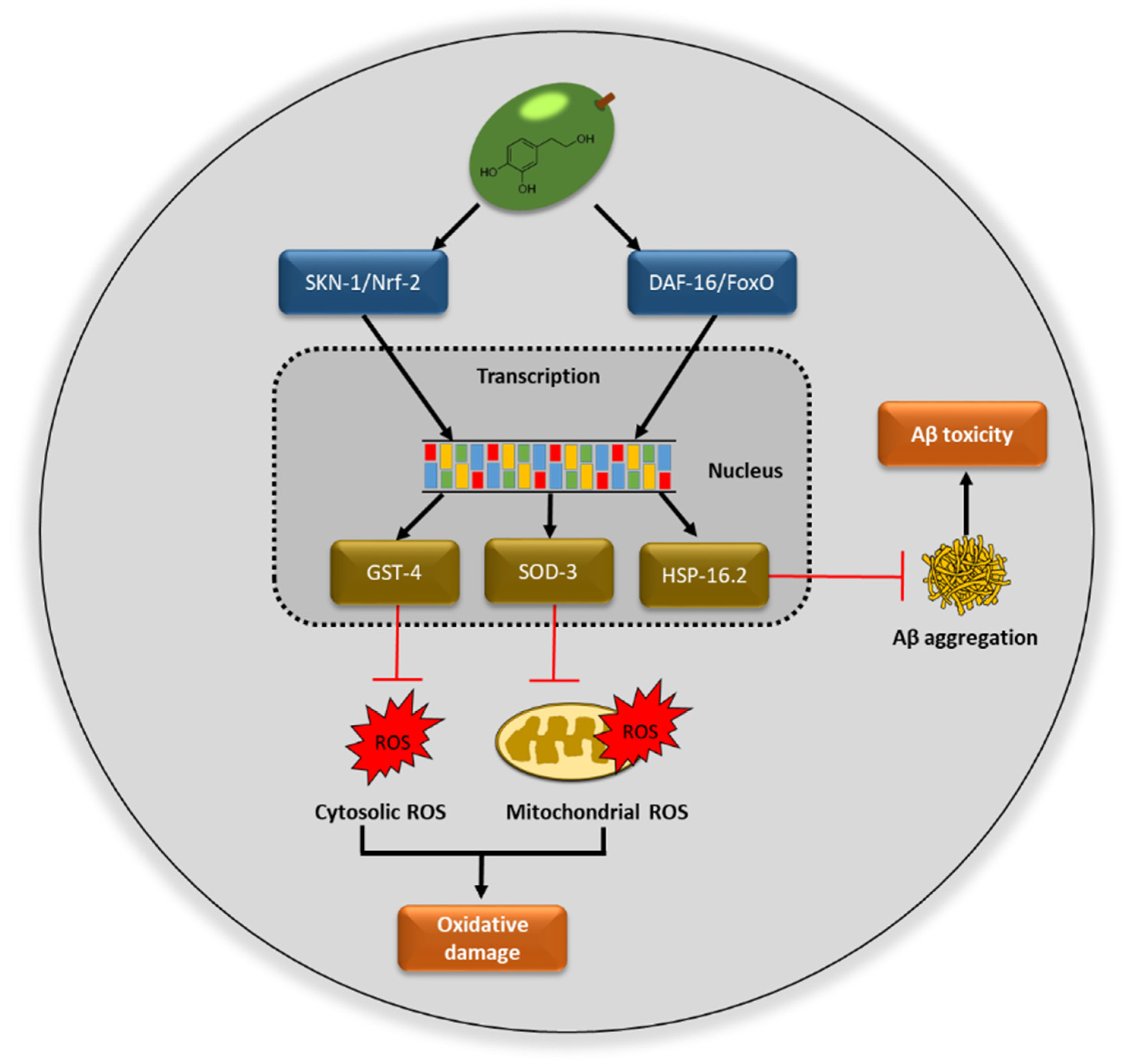 Antioxidants 11 00629 g009