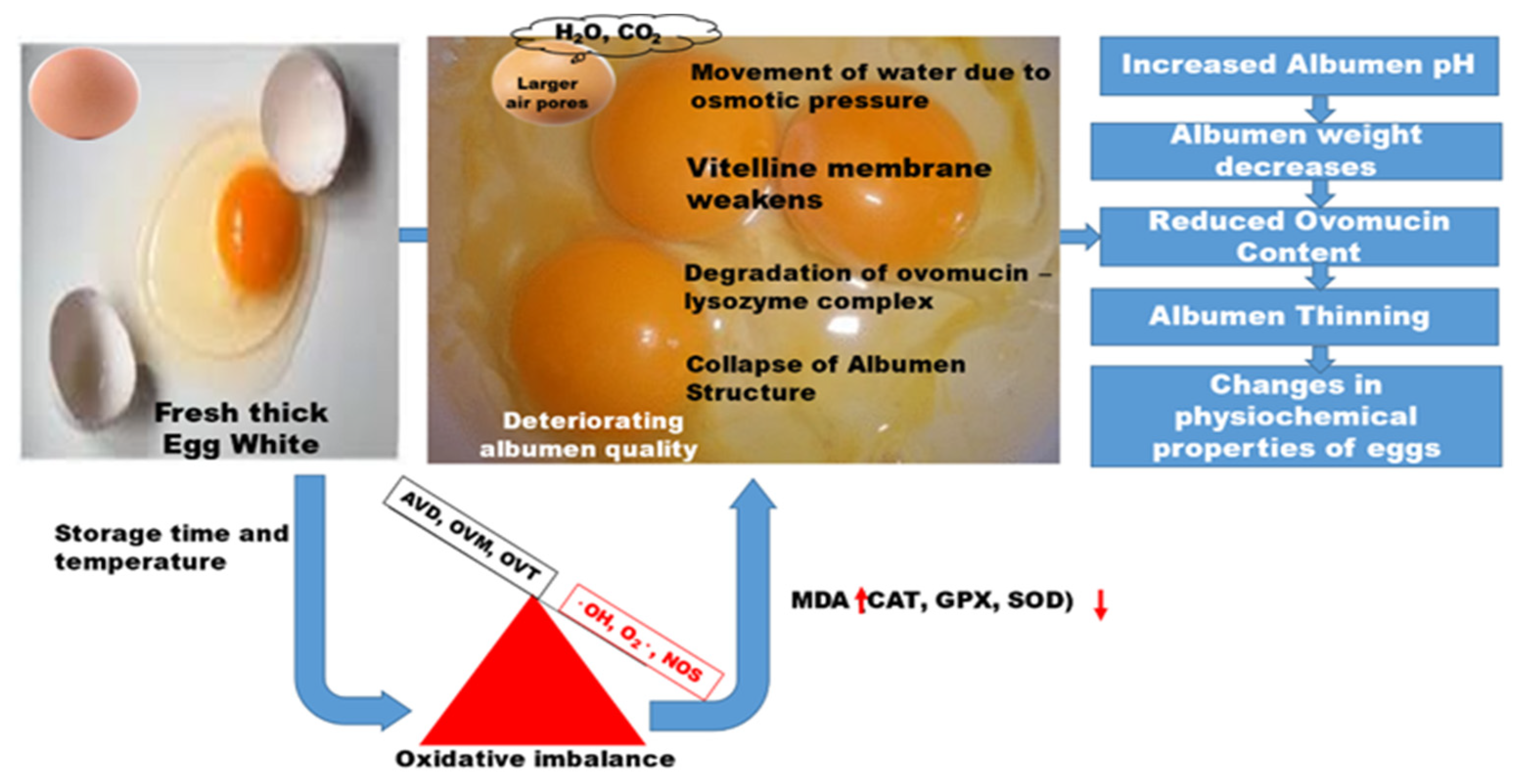 Antioxidants Free Full Text Potential Implications of Natural Antioxidants Free Full Text Potential Implications of Natural