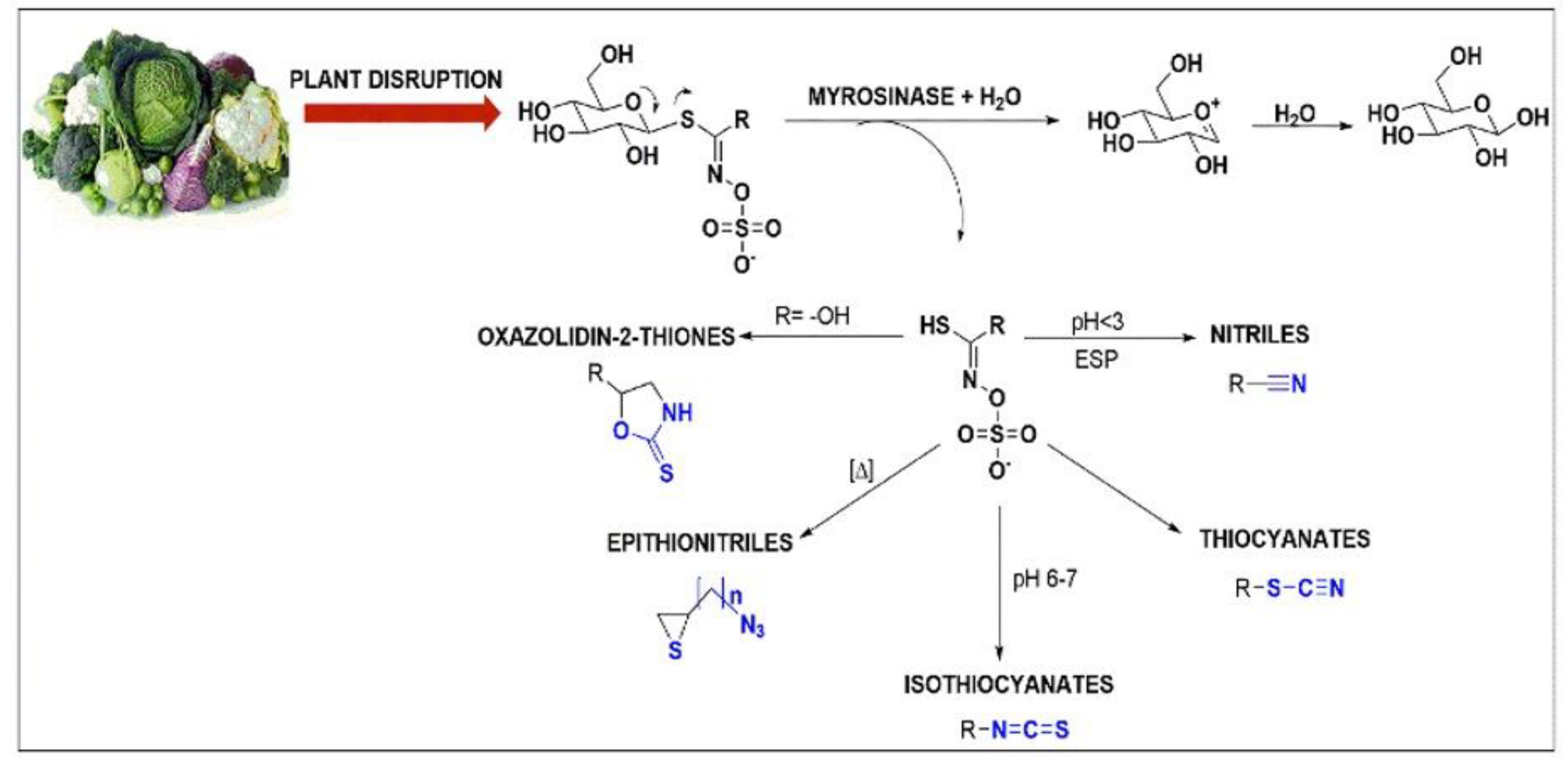 Antioxidants 11 00642 g002 Antioxidants 11 00642 g002