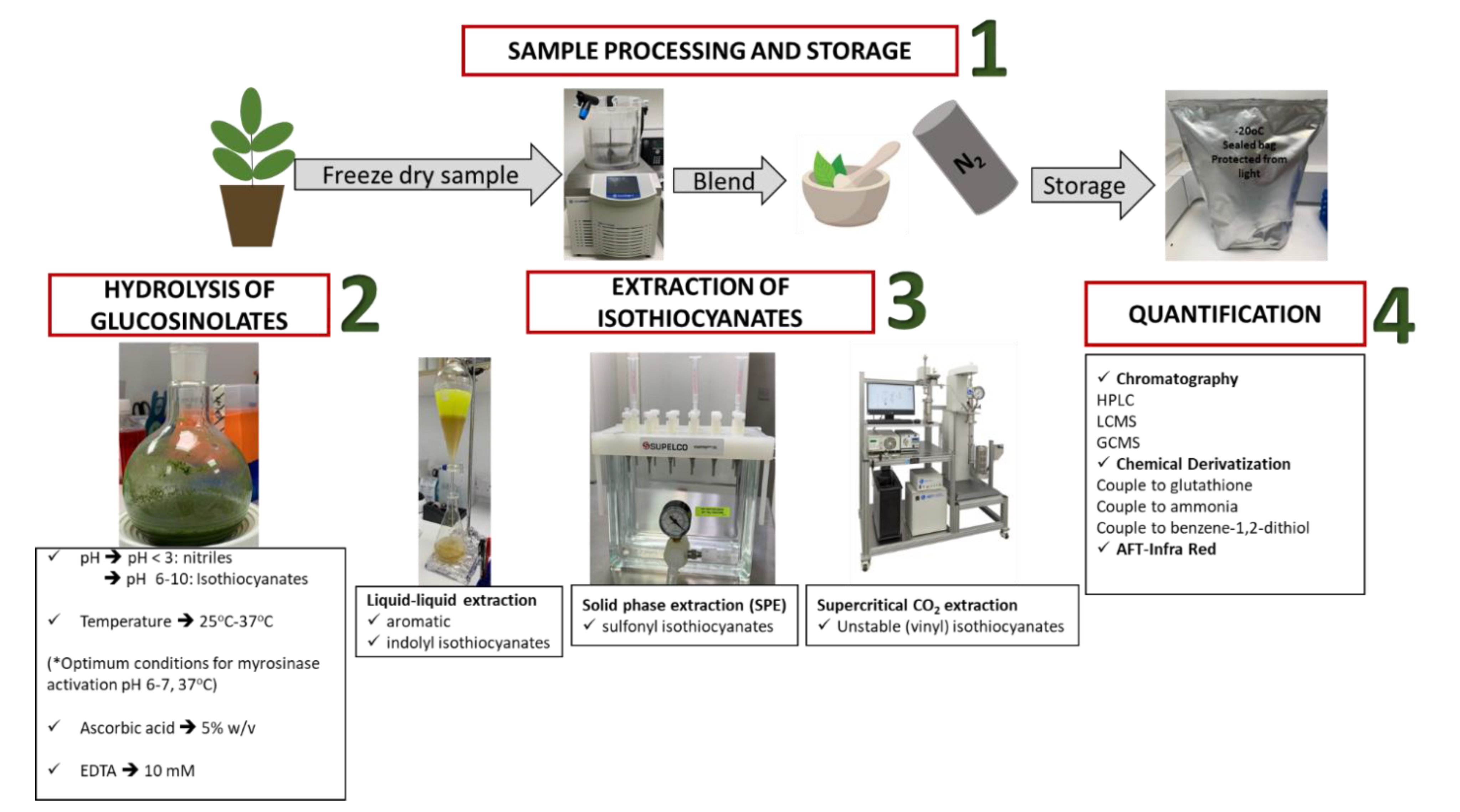 Antioxidants 11 00642 g004 Antioxidants 11 00642 g004