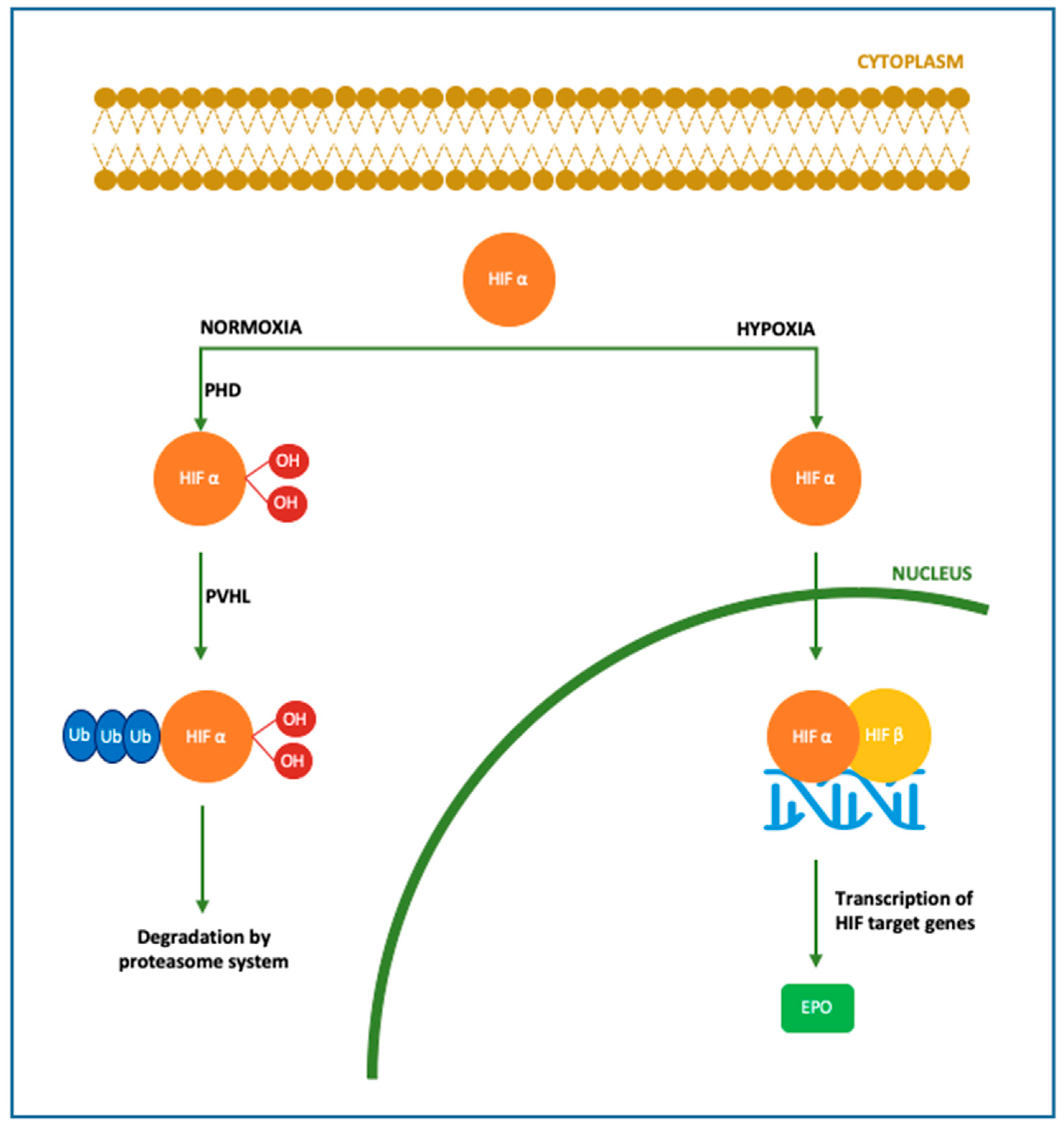 Antioxidants 11 00652 g001 Antioxidants 11 00652 g001