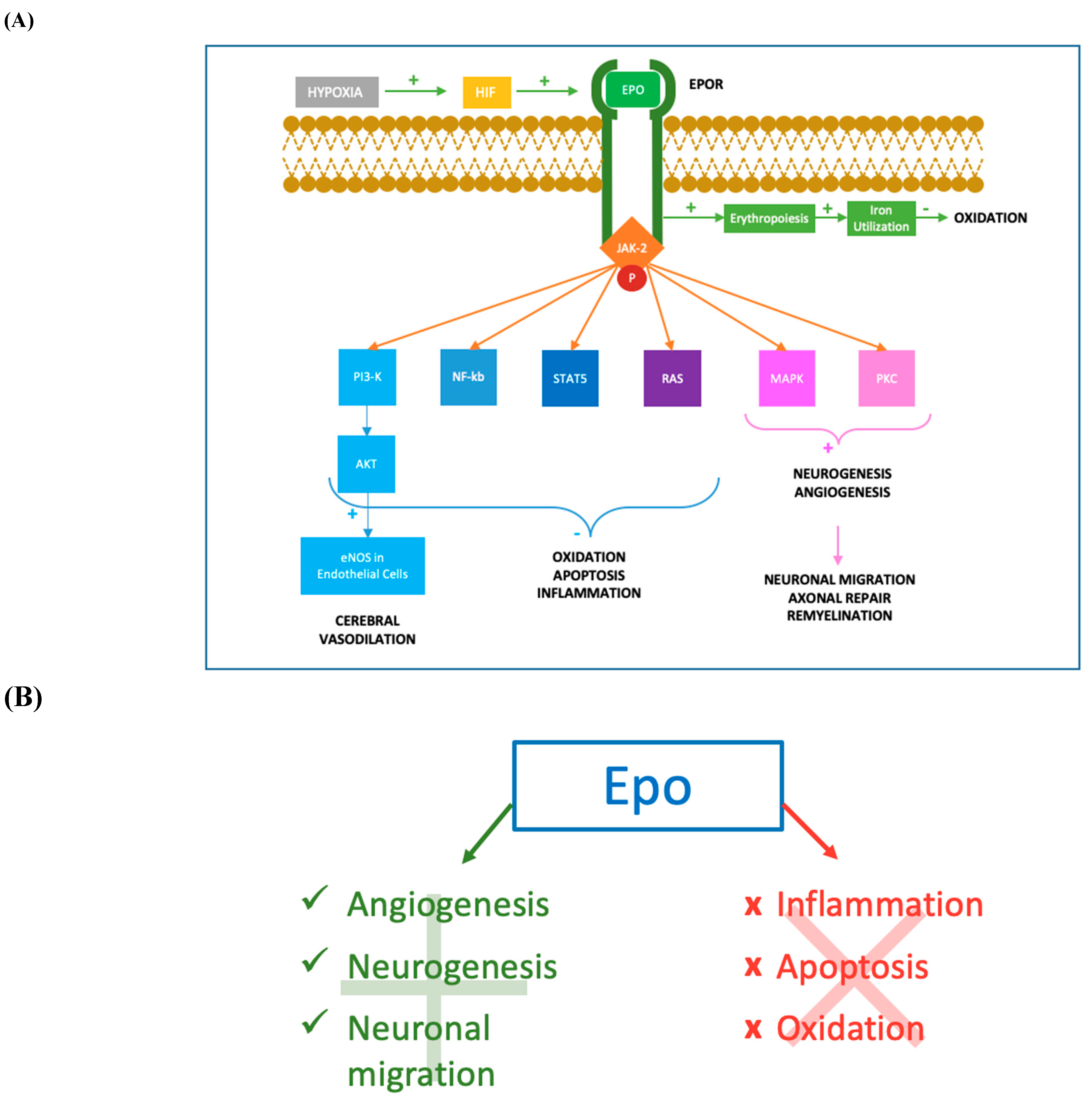 Erythropoietin as a Neuroprotective Drug for Newborn Infants: Ten Years ...