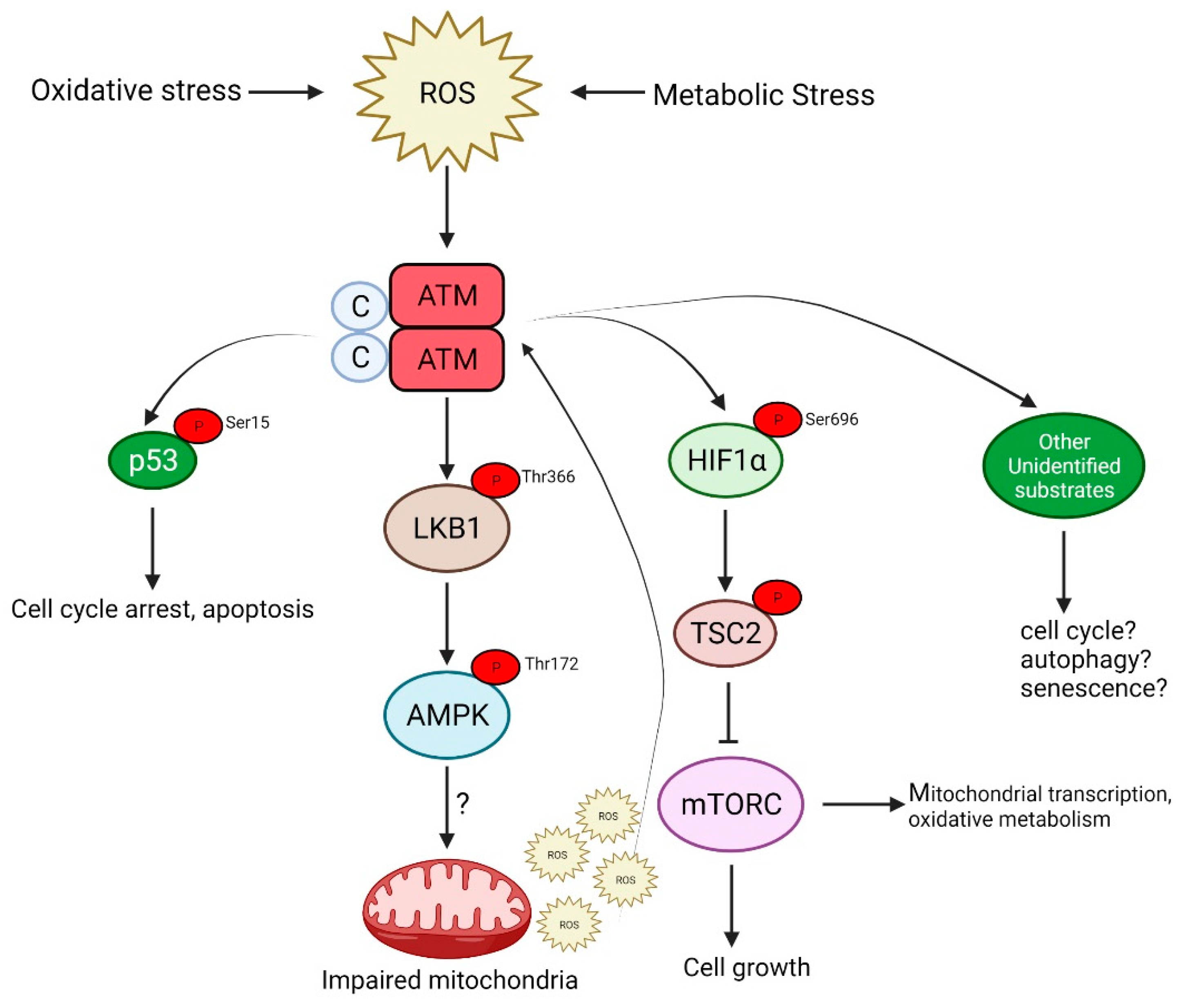 Antioxidants 11 00653 g002