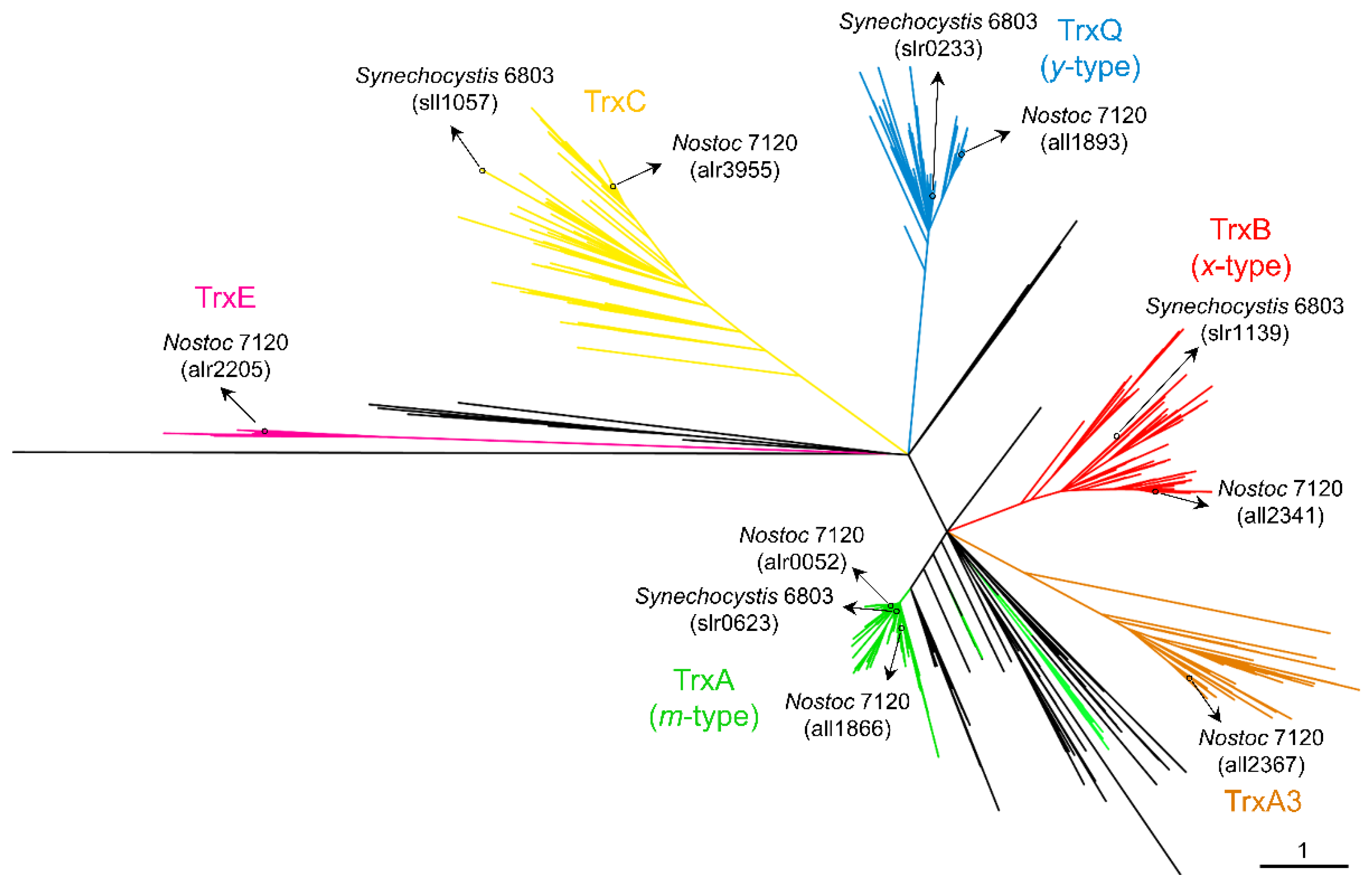 Antioxidants 11 00654 g001