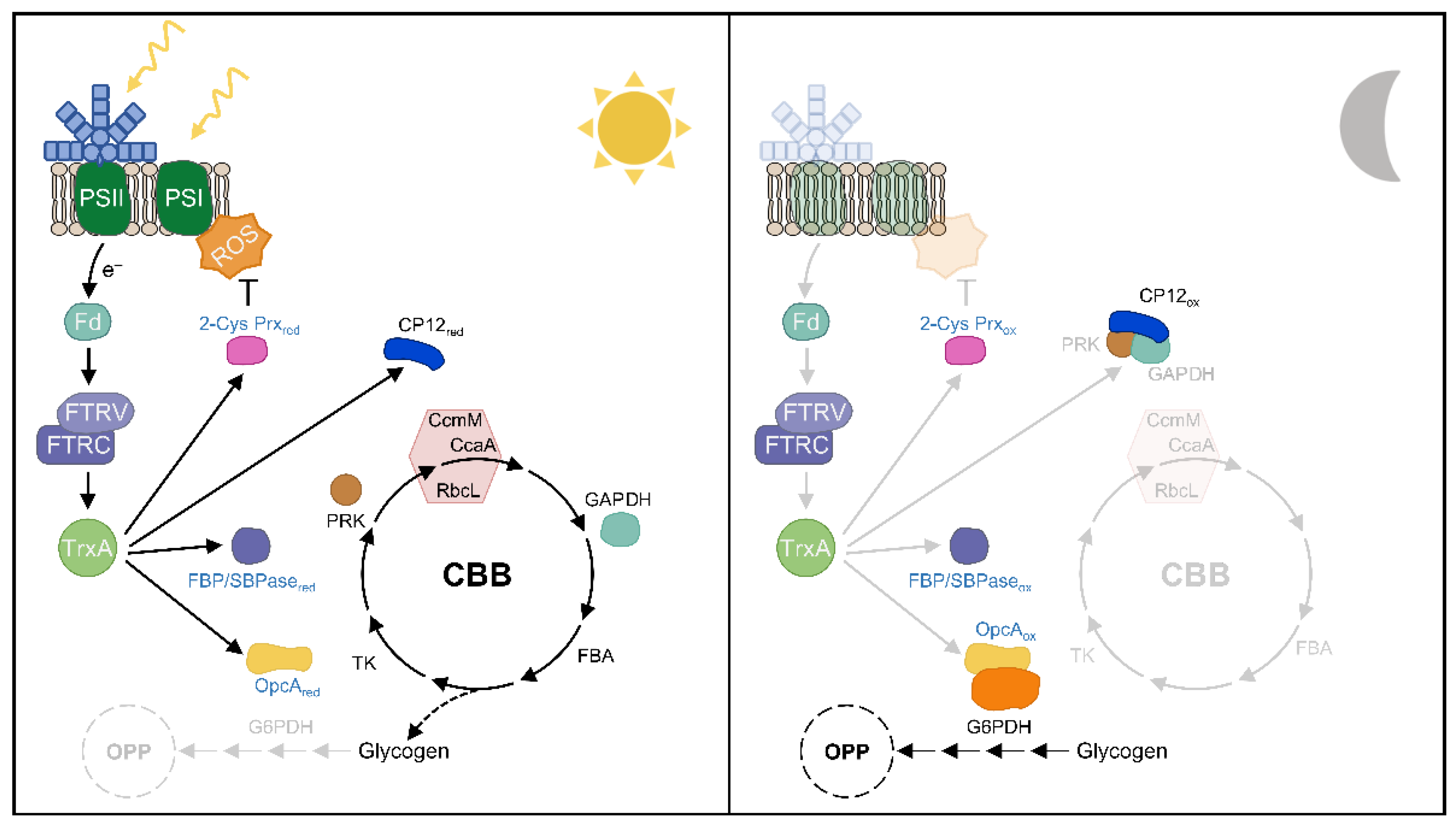 Antioxidants 11 00654 g006