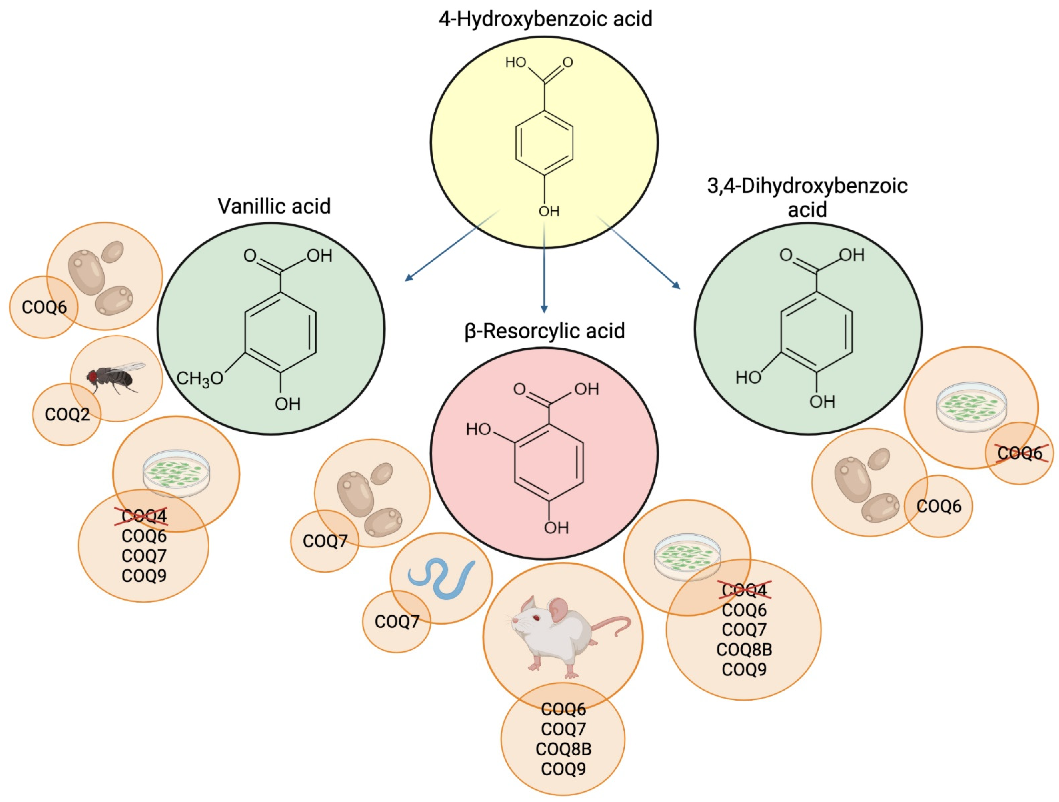 Antioxidants 11 00665 g002