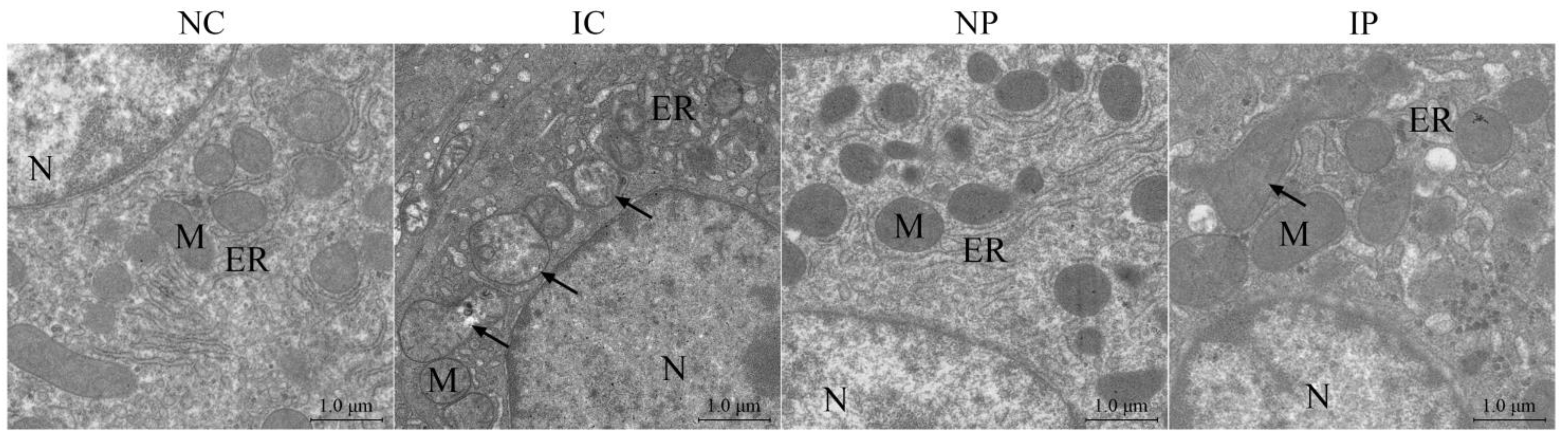 Antioxidants 11 00666 g002 550