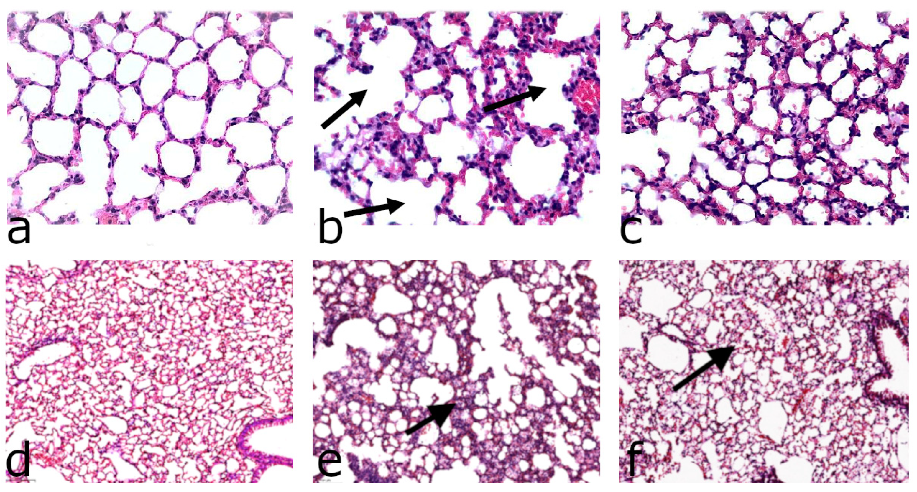 Antioxidants 11 00681 g004 Antioxidants 11 00681 g004
