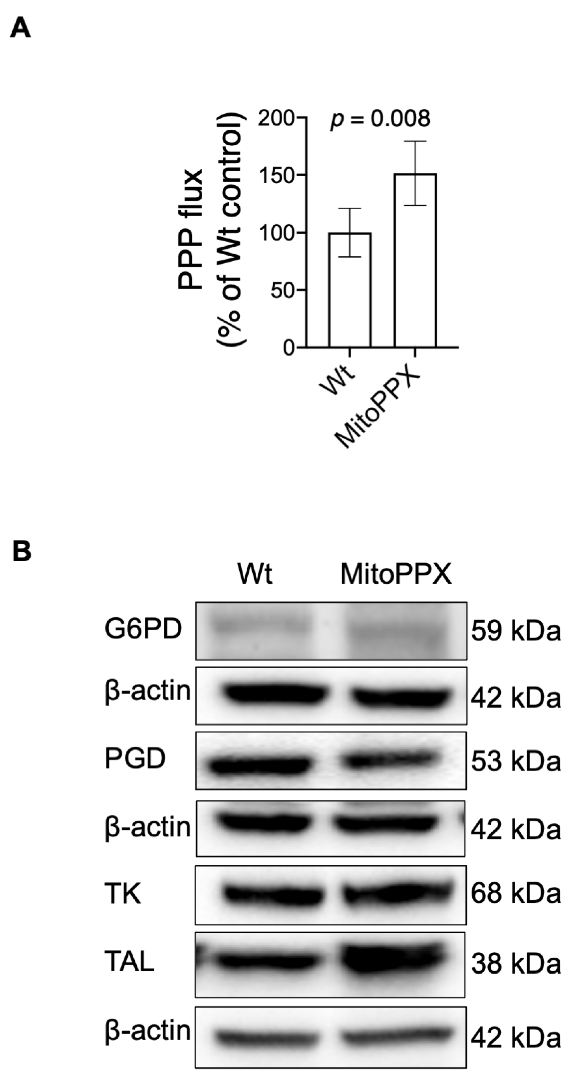 Antioxidants 11 00685 g004a
