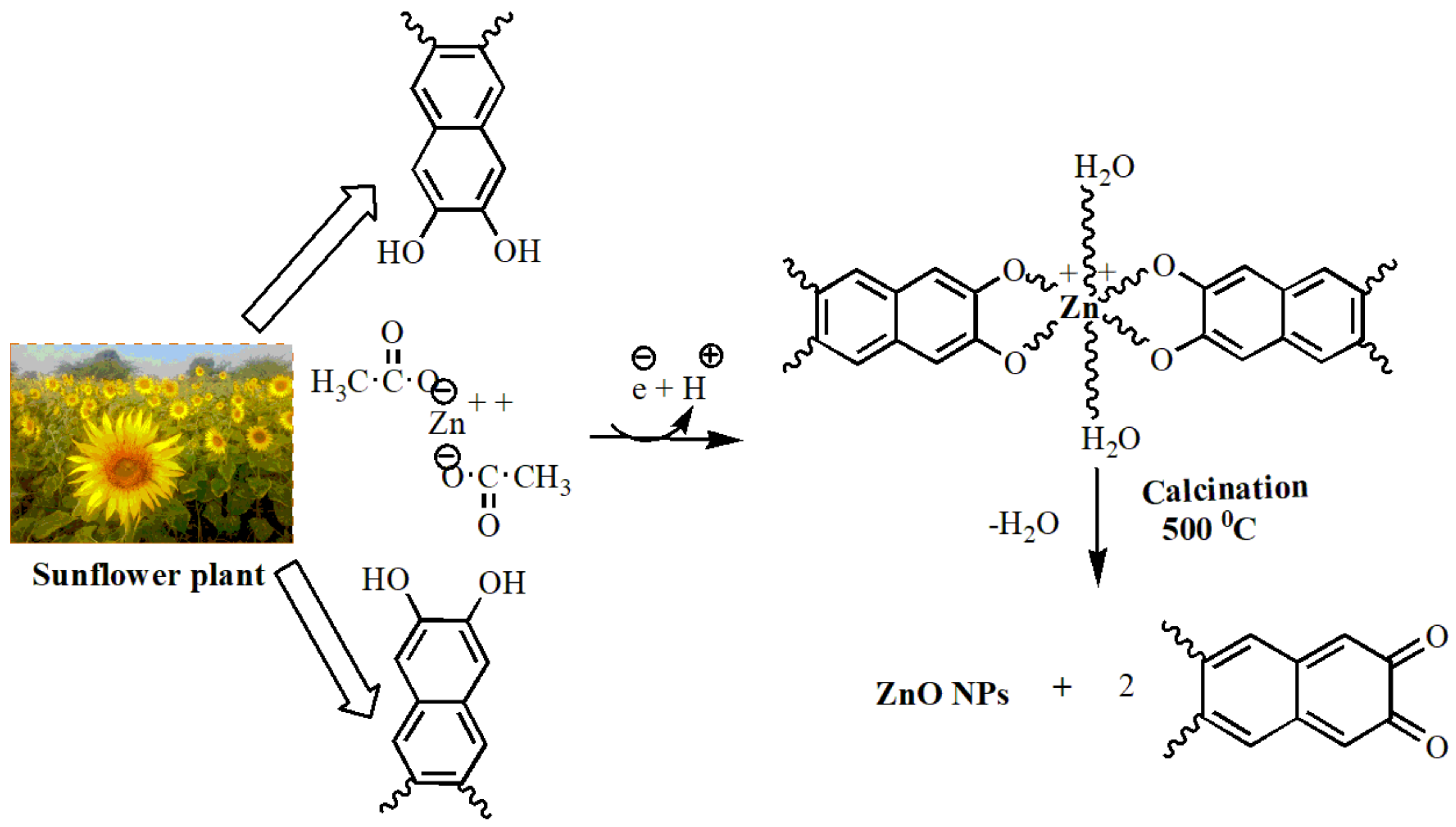 Antioxidants 11 00688 g002 Antioxidants 11 00688 g002