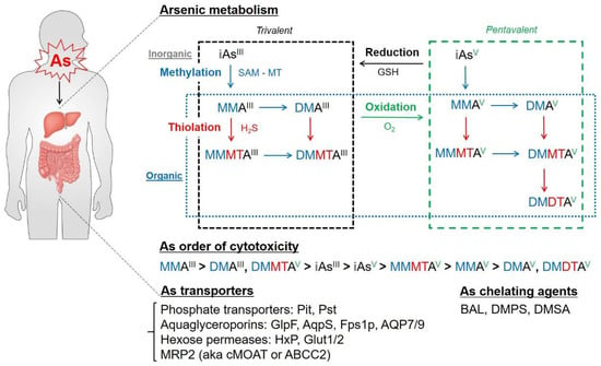 Antioxidants | Free Full-Text | Arsenic Toxicity on Metabolism and 