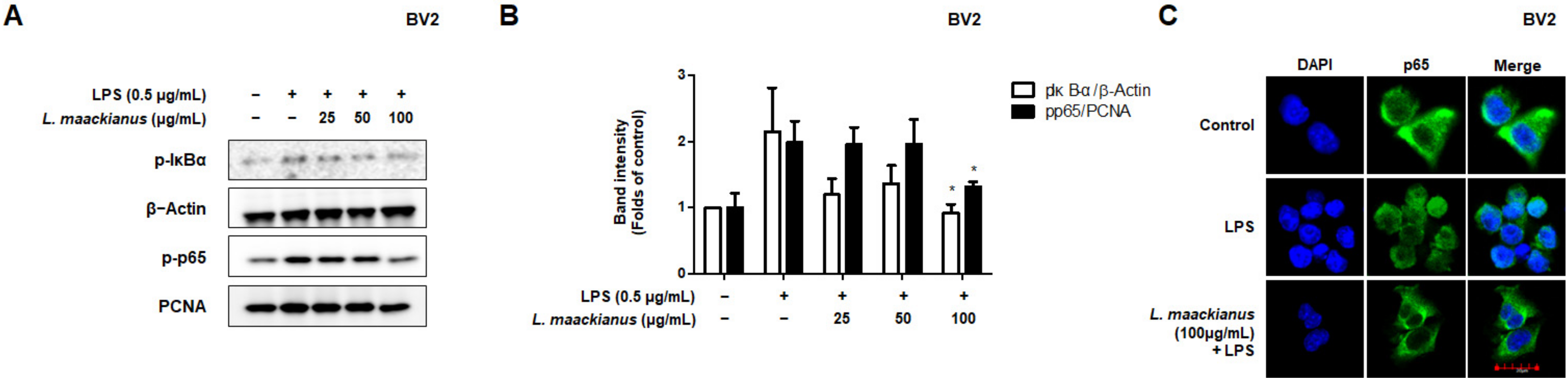 Antioxidants 11 00690 g004