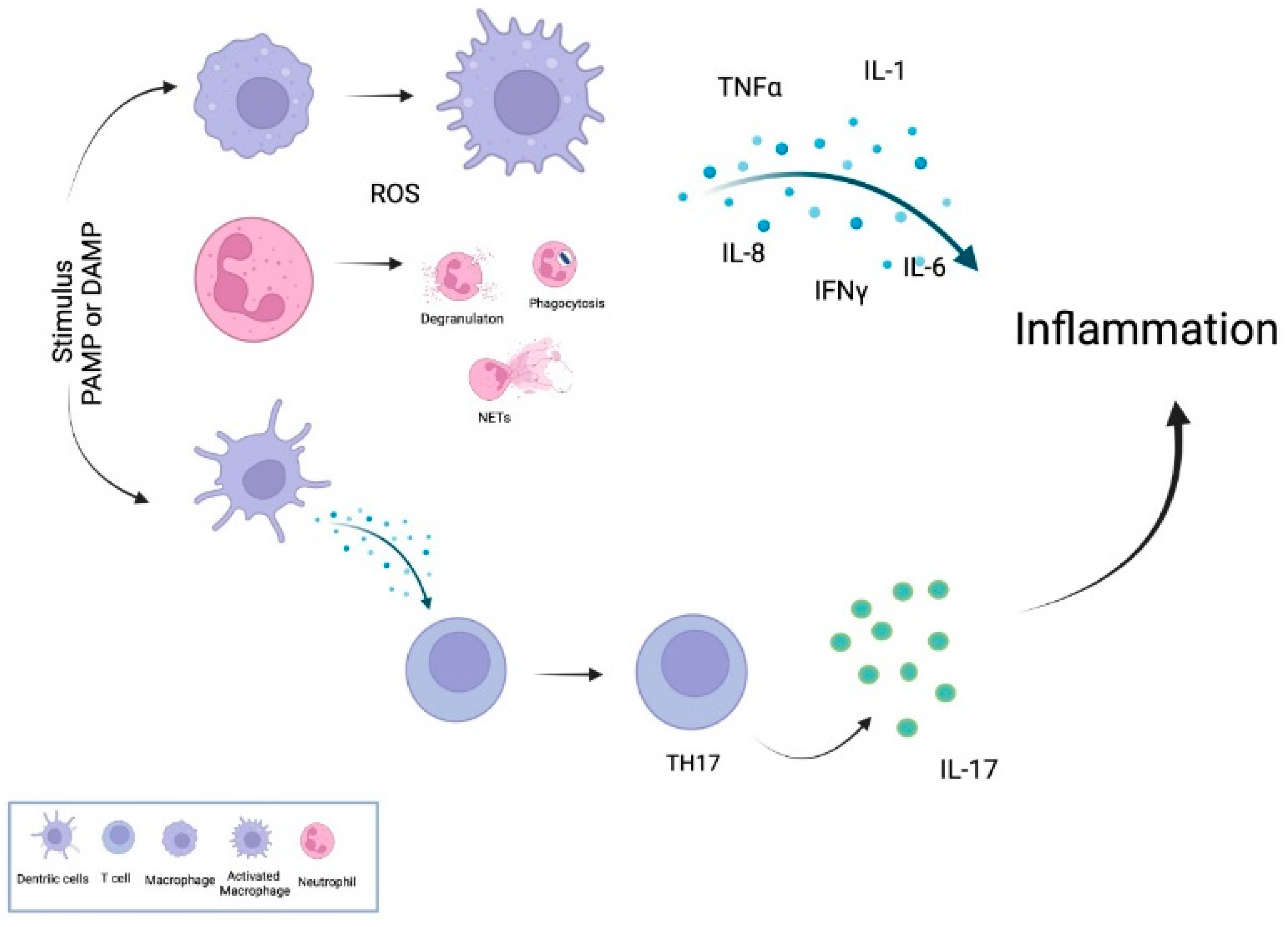 Antioxidants 11 00697 g001