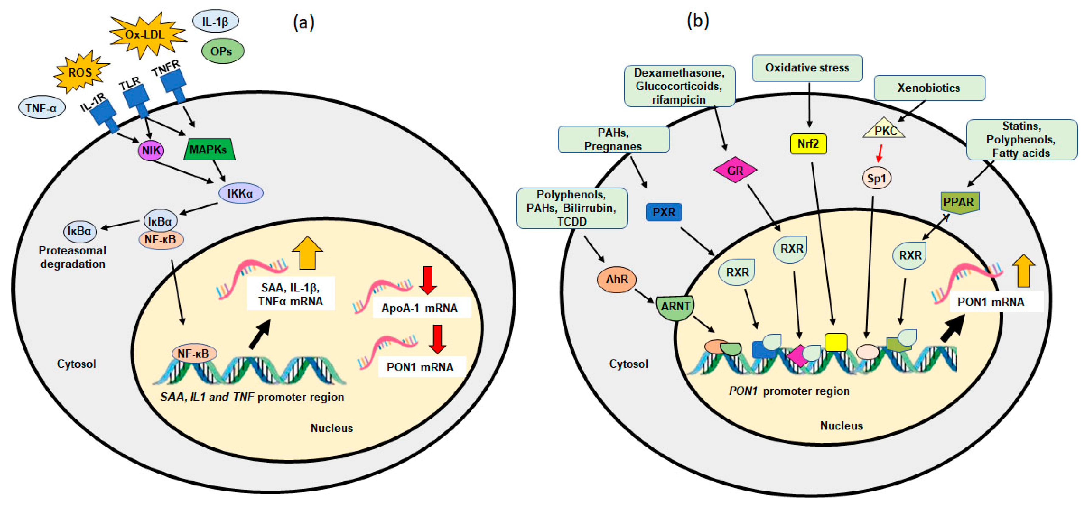 Antioxidants 11 00697 g002