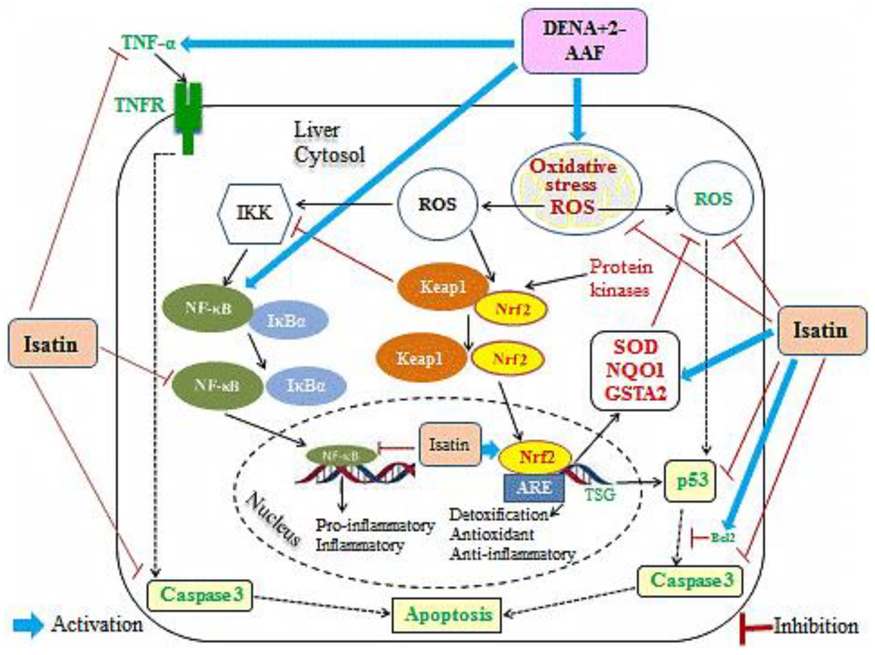 Antioxidants 11 00699 g011