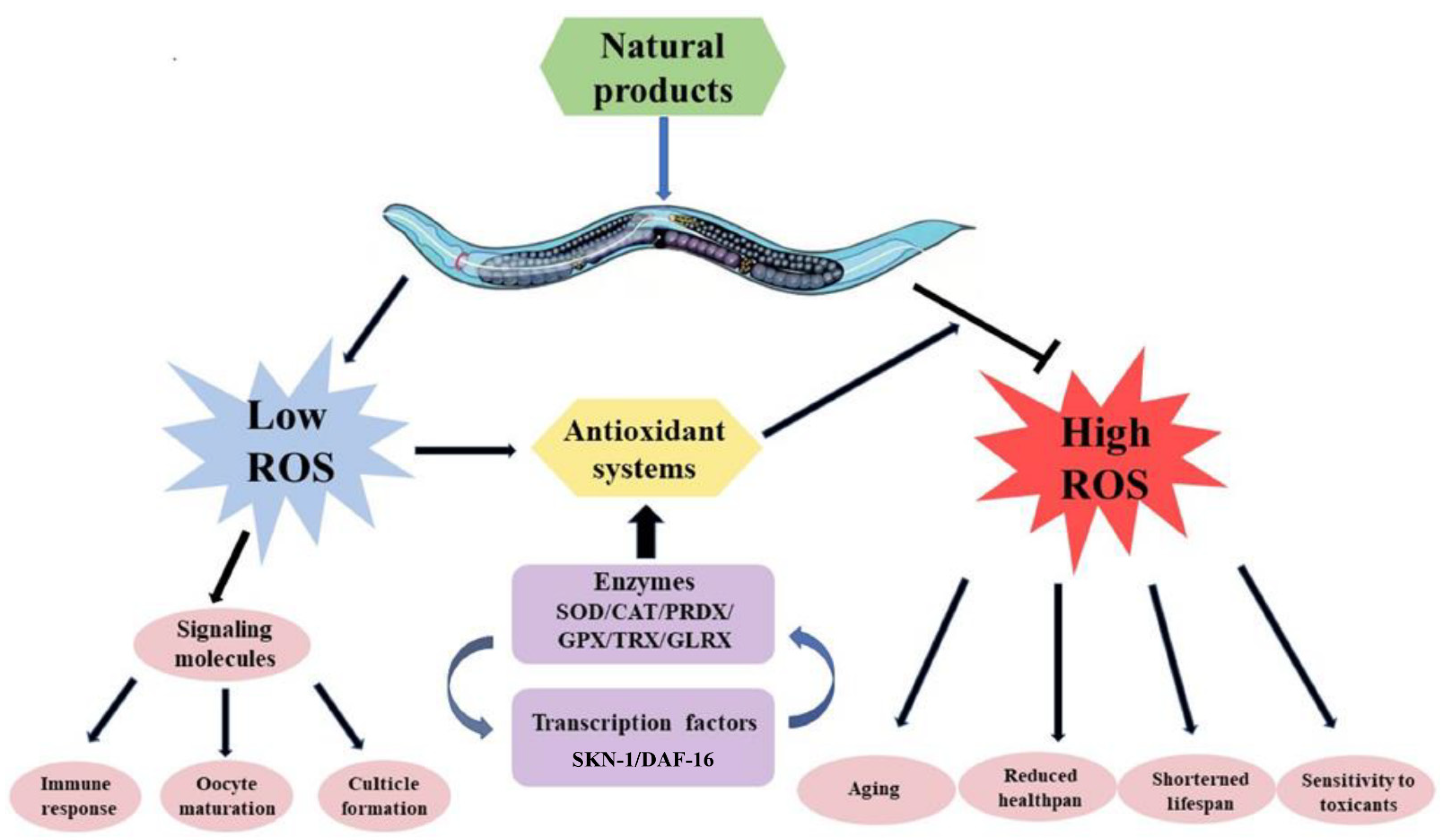 Novel Oxidation Oligomer of Chlorogenic Acid and