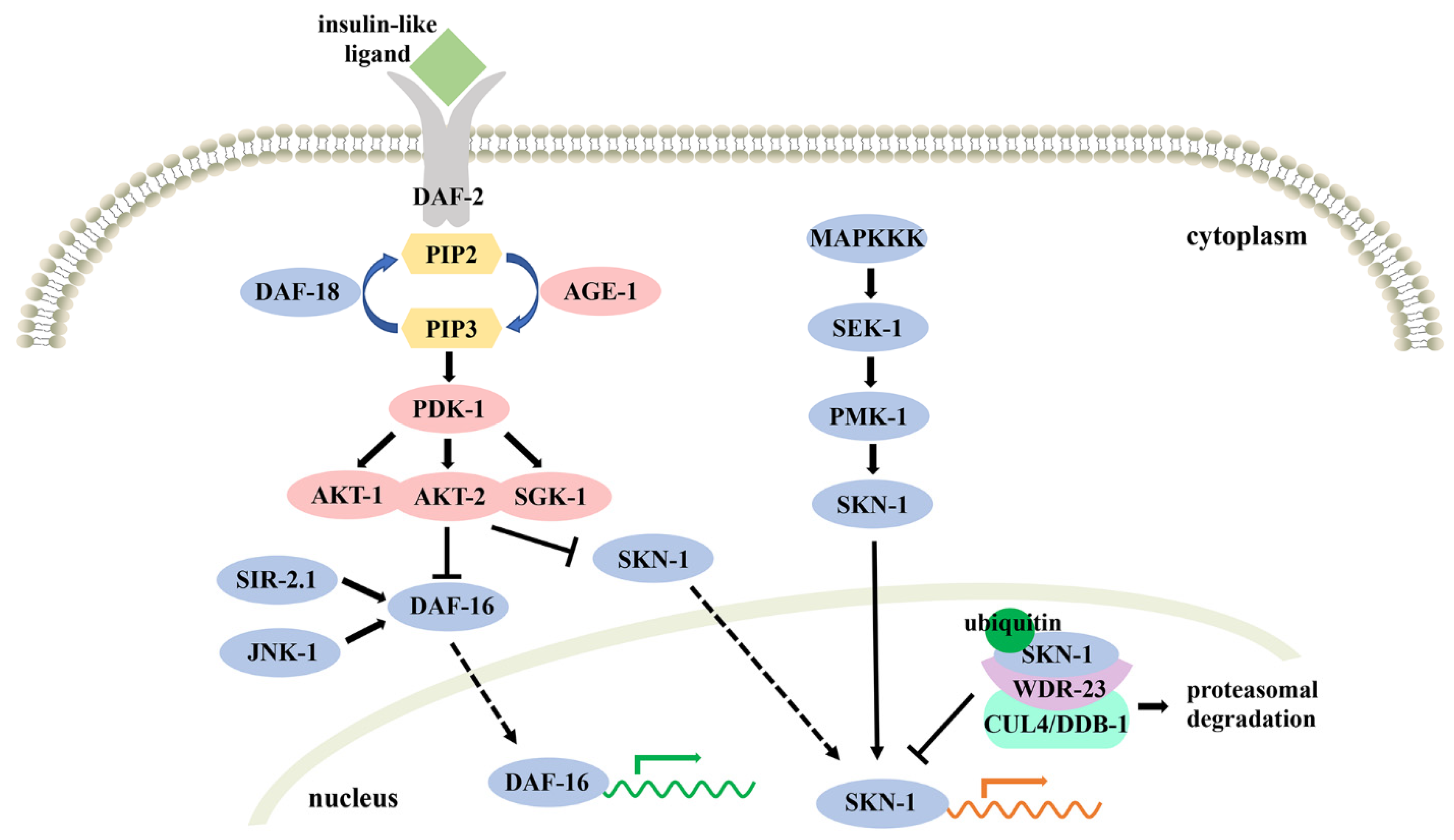 Antioxidants 11 00705 g002