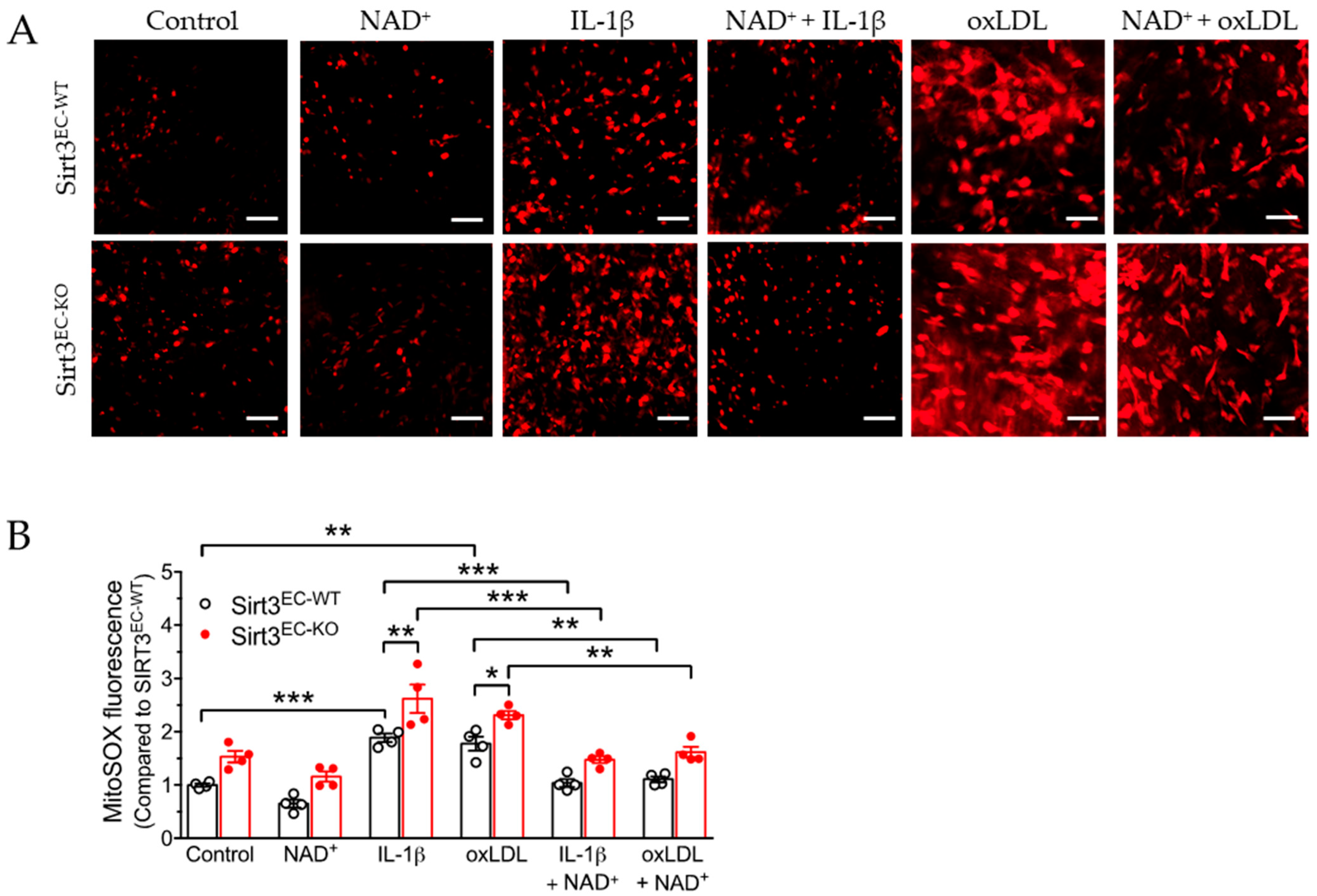 Antioxidants 11 00706 g003 550