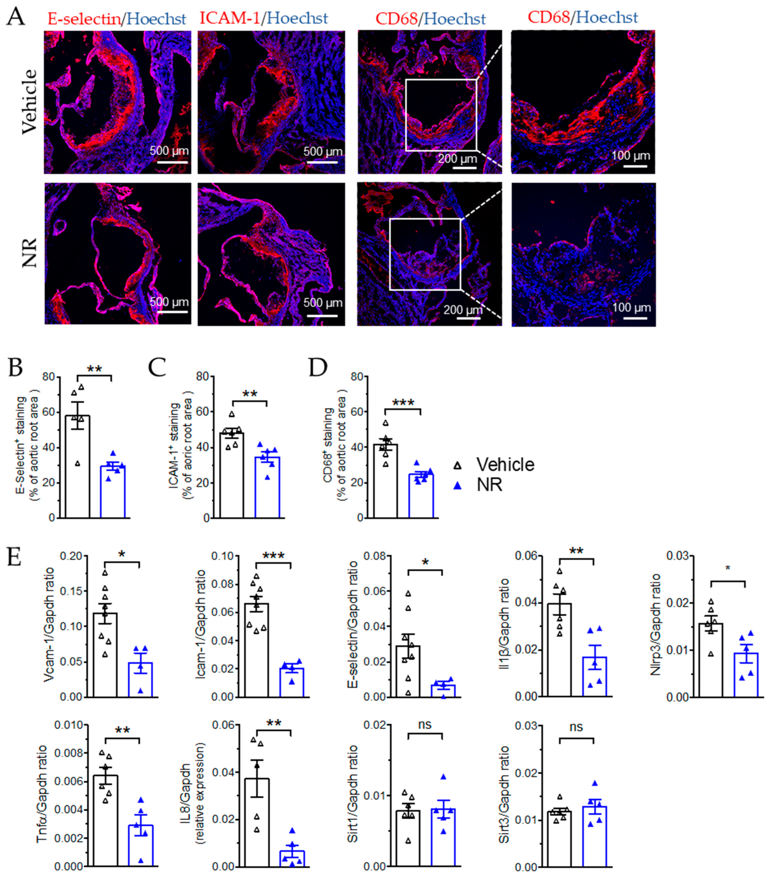 Antioxidants 11 00706 g006 550