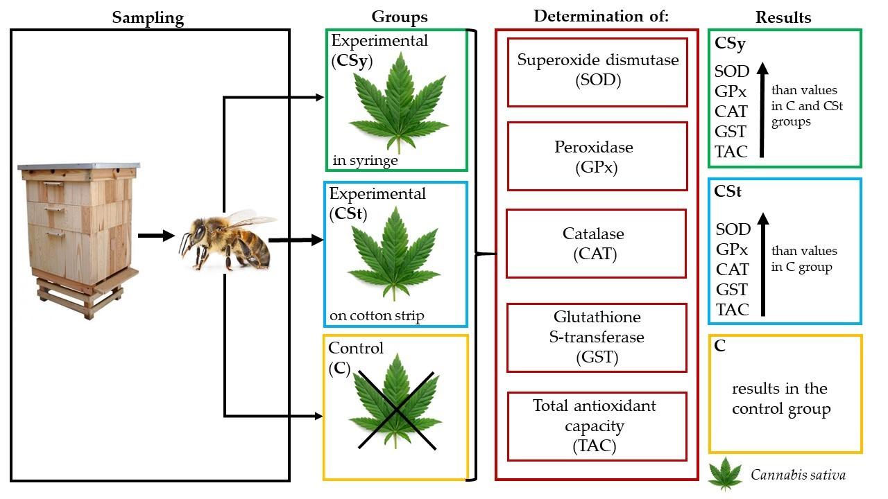 Antioxidants Free FullText Impressive Impact of Hemp Extract on