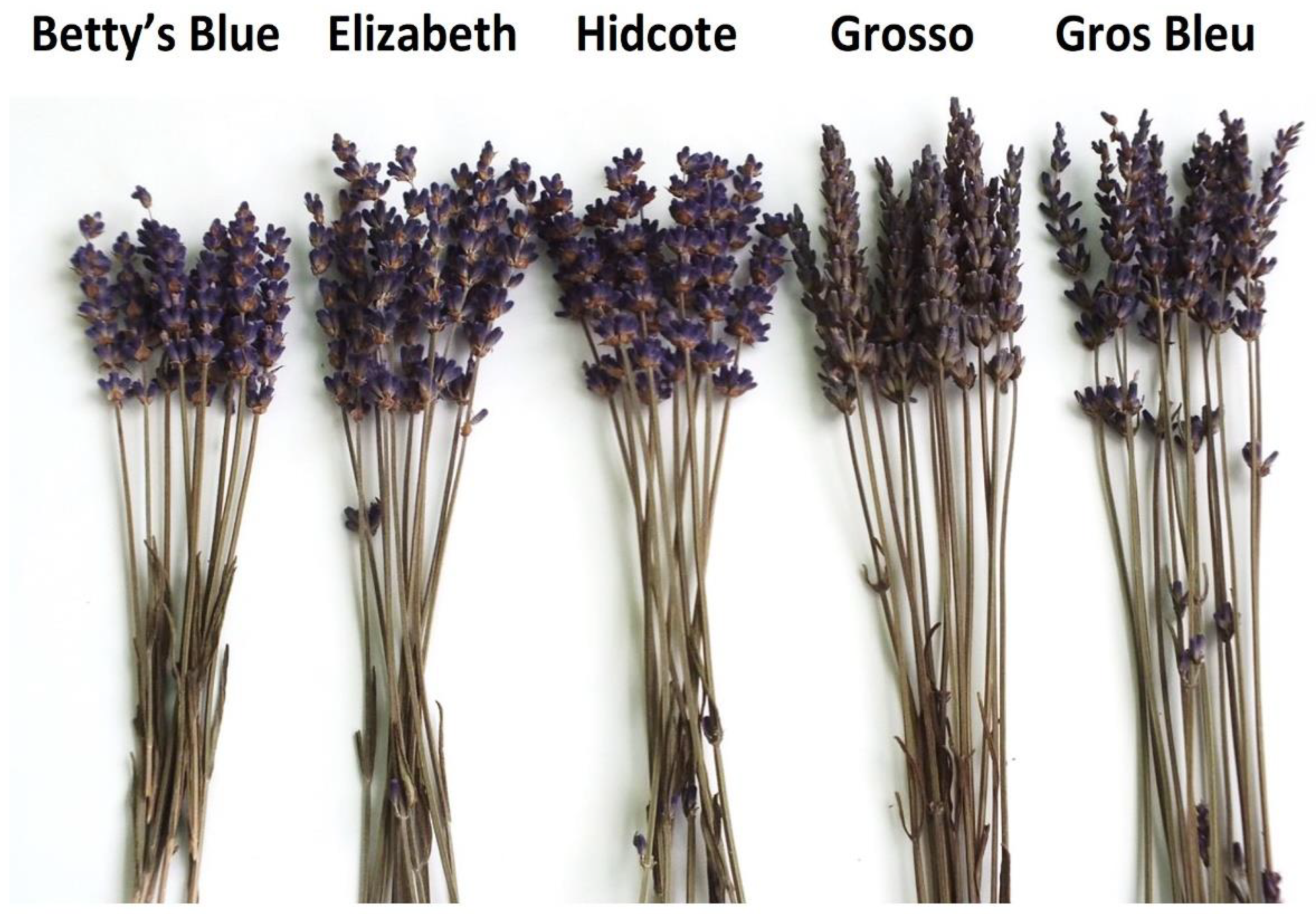 Antioxidants 11 00711 g001