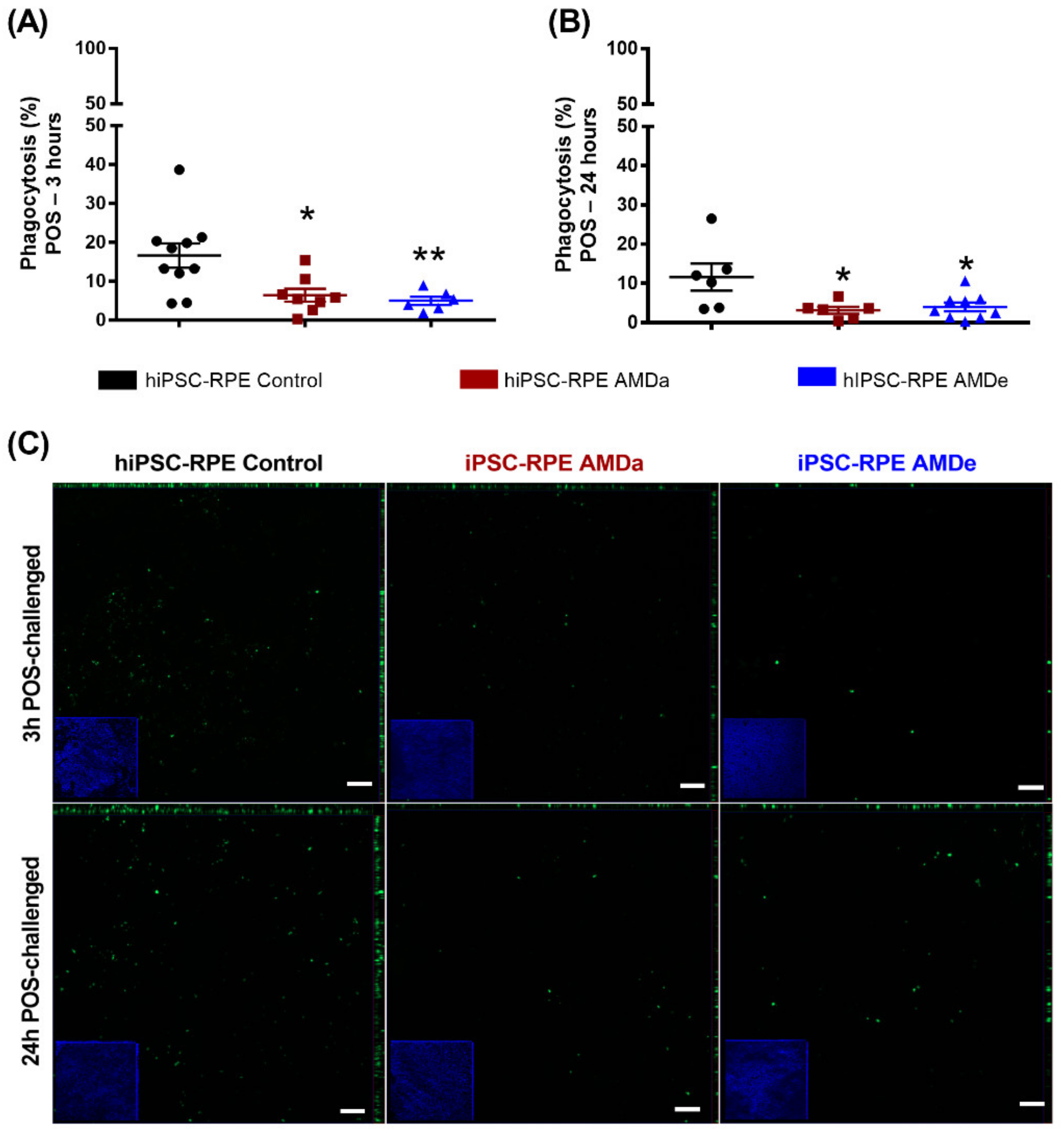 Antioxidants 11 00713 g002 Antioxidants 11 00713 g002