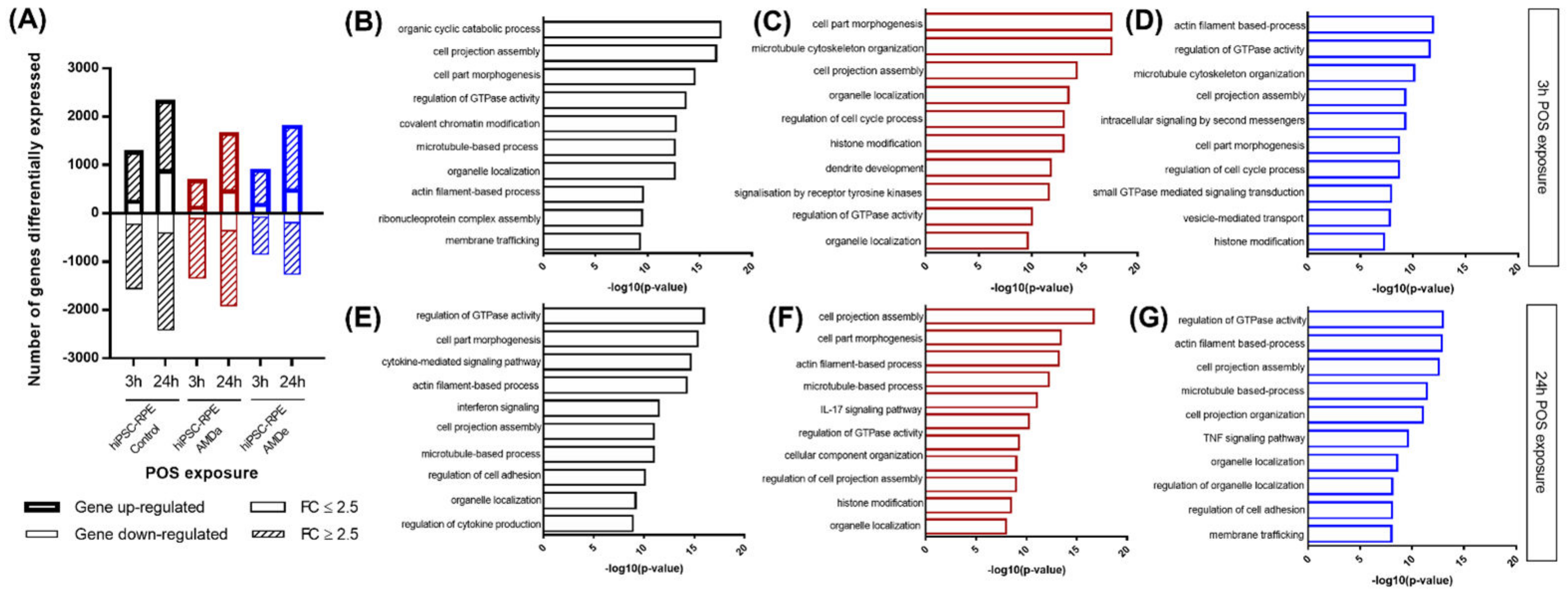 Antioxidants 11 00713 g004 Antioxidants 11 00713 g004