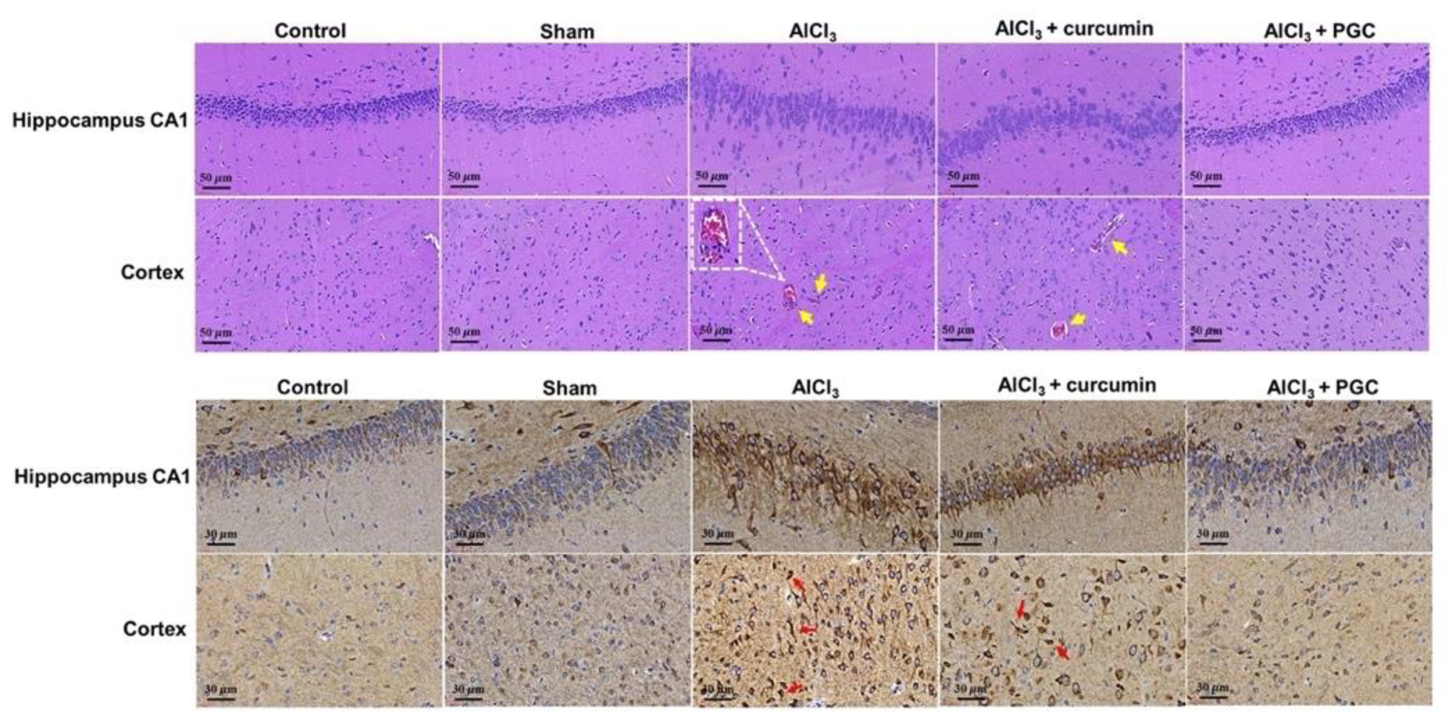Antioxidants 11 00727 g008
