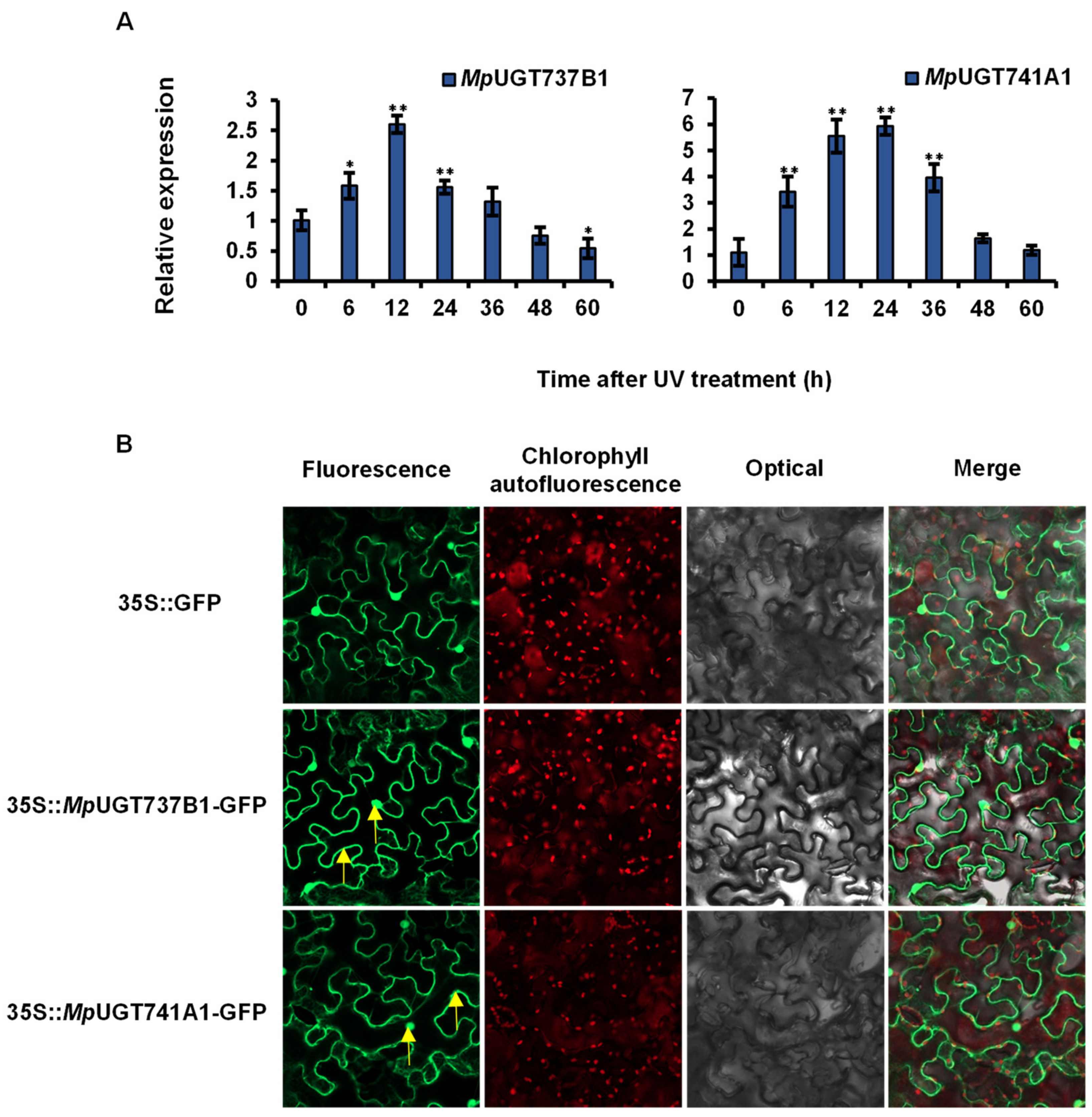 Antioxidants 11 00735 g004