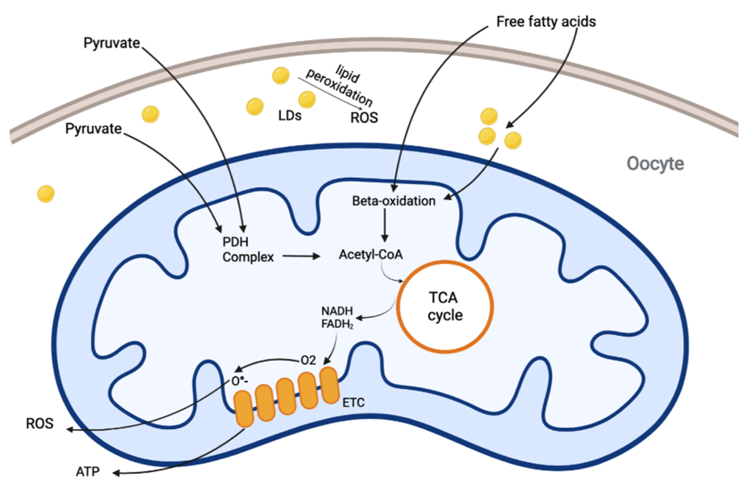 Antioxidants Free FullText Carnitines as Mitochondrial Modulators