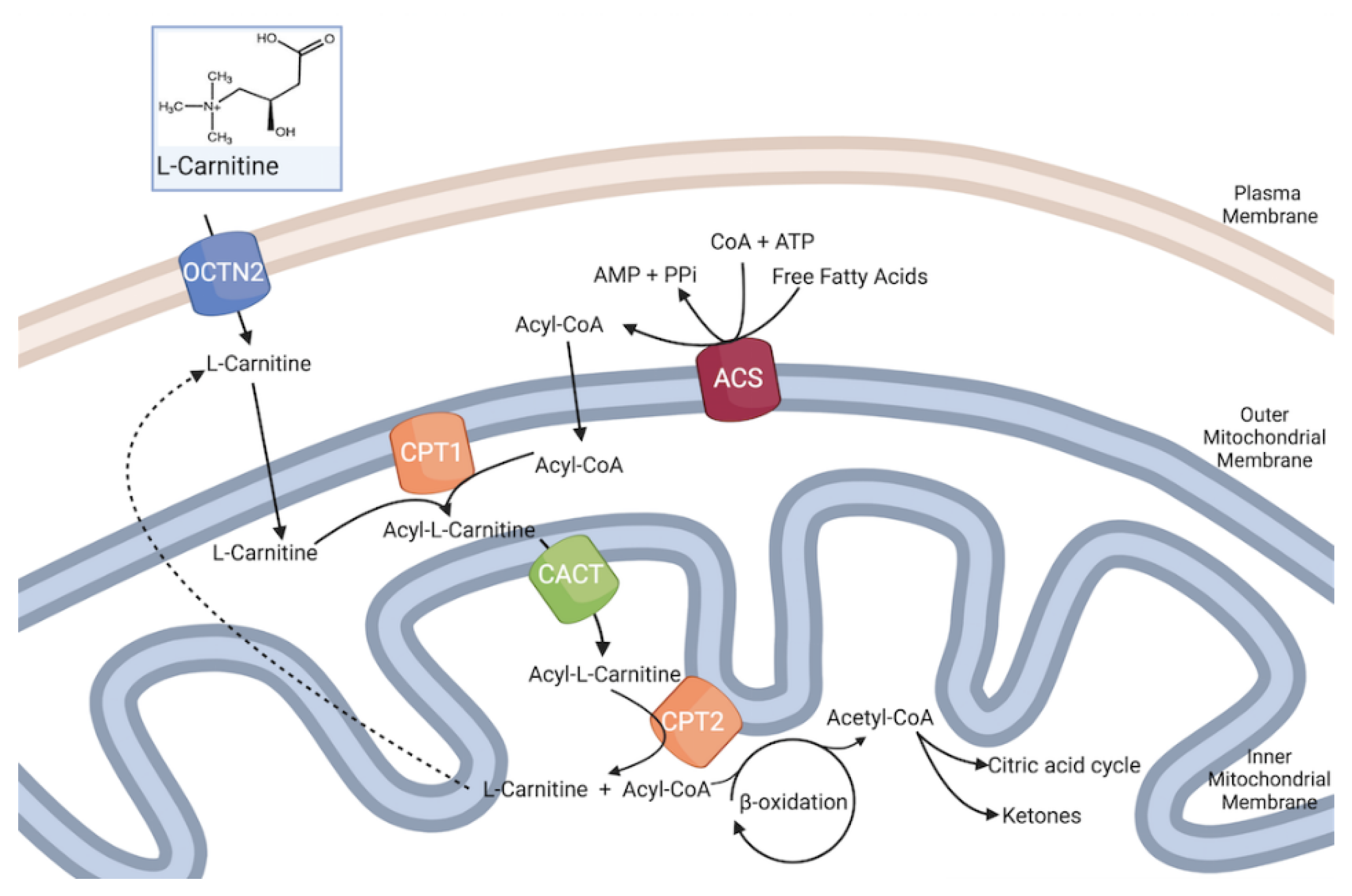 Antioxidants Free FullText Carnitines as Mitochondrial Modulators