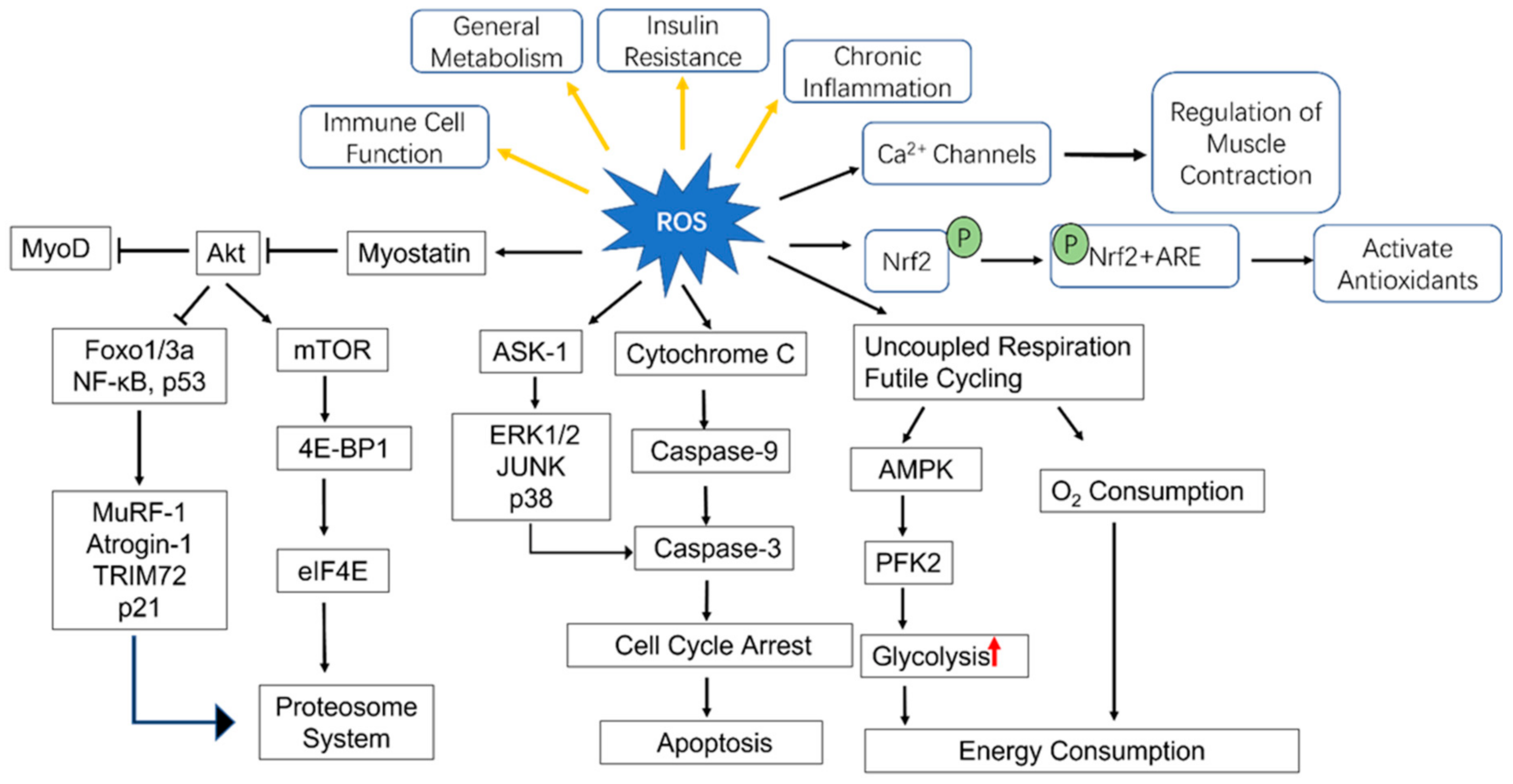 Antioxidants 11 00755 g002