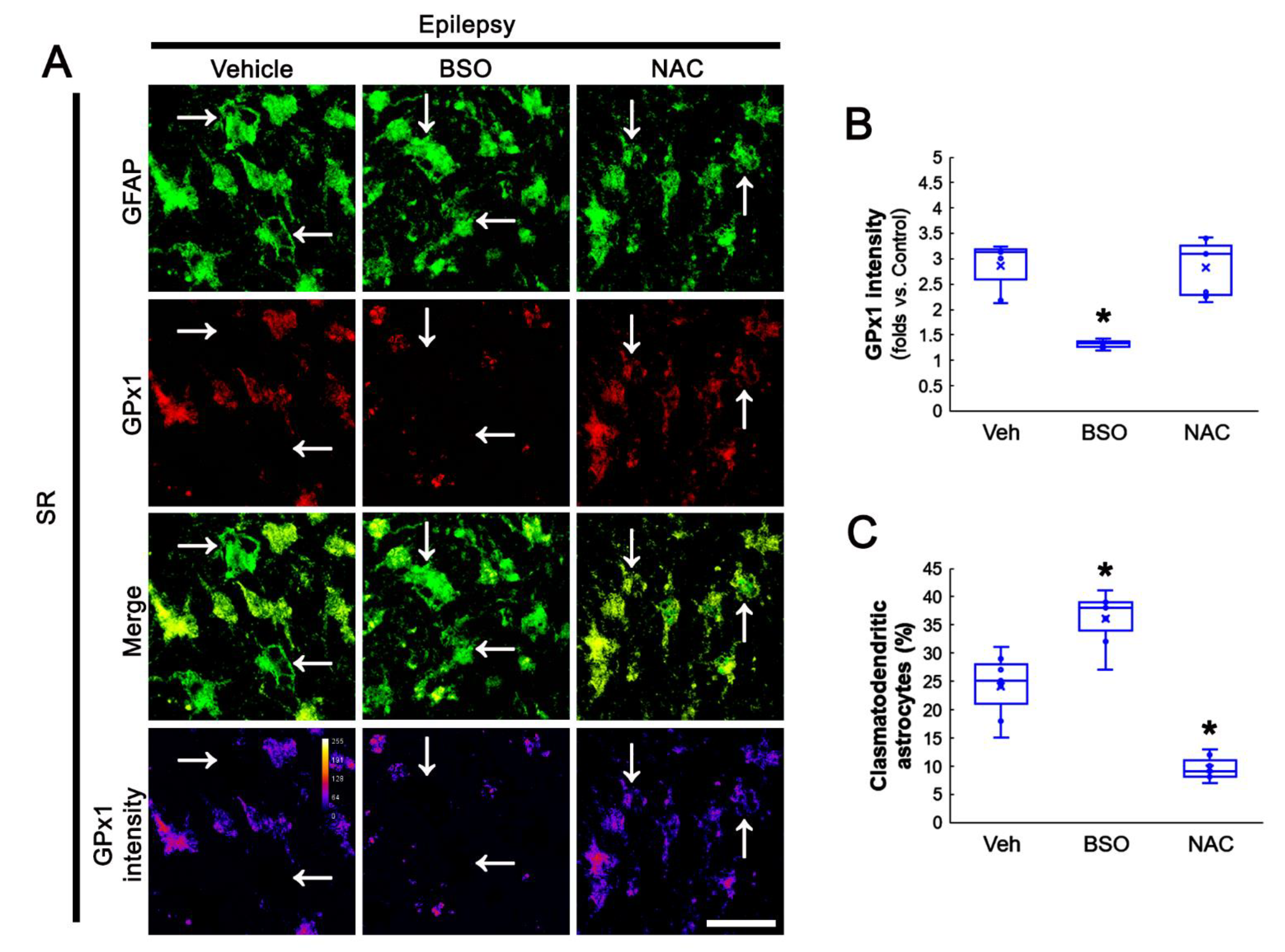 Antioxidants 11 00756 g007 550