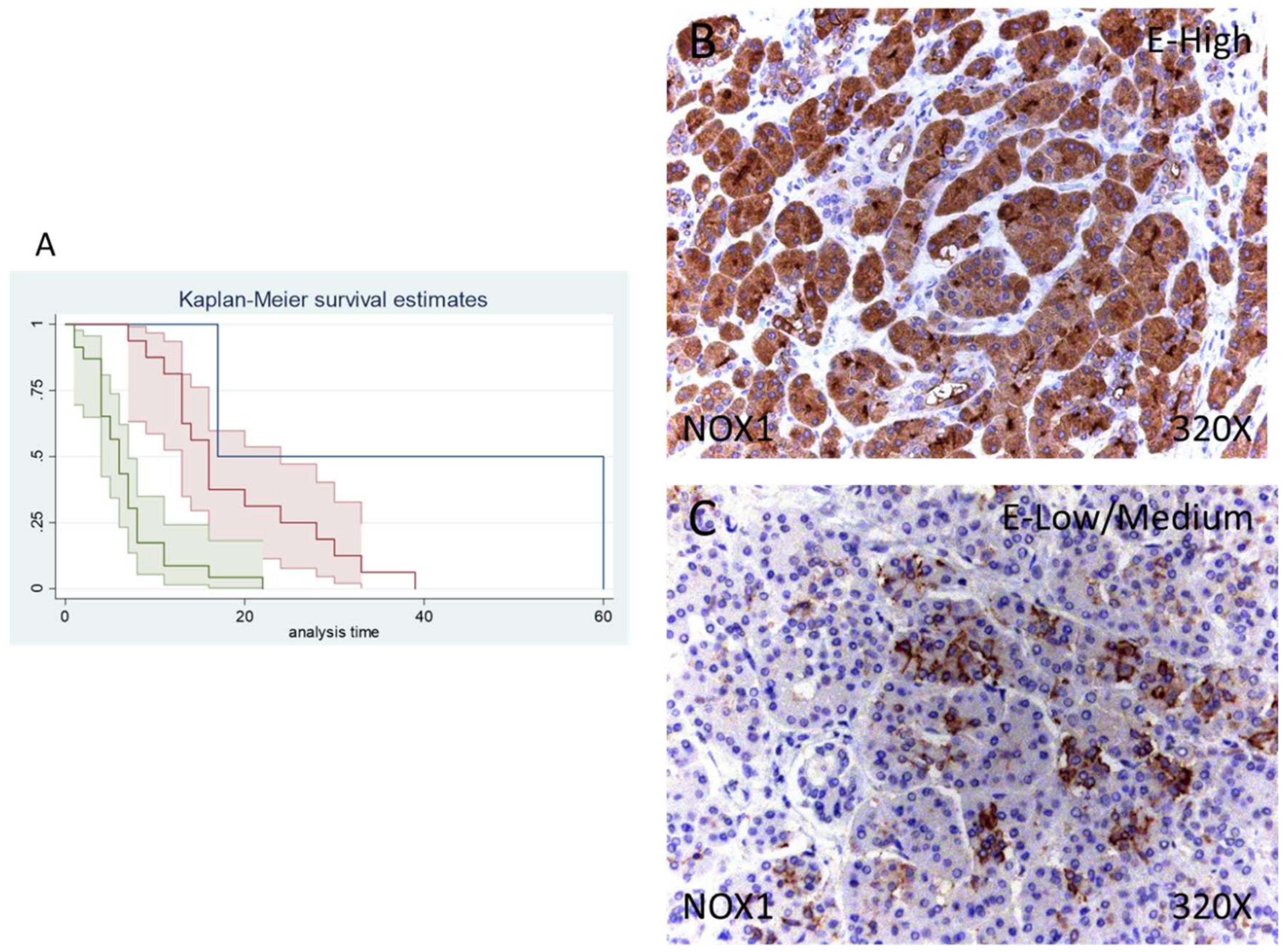 Antioxidants 11 00759 g002