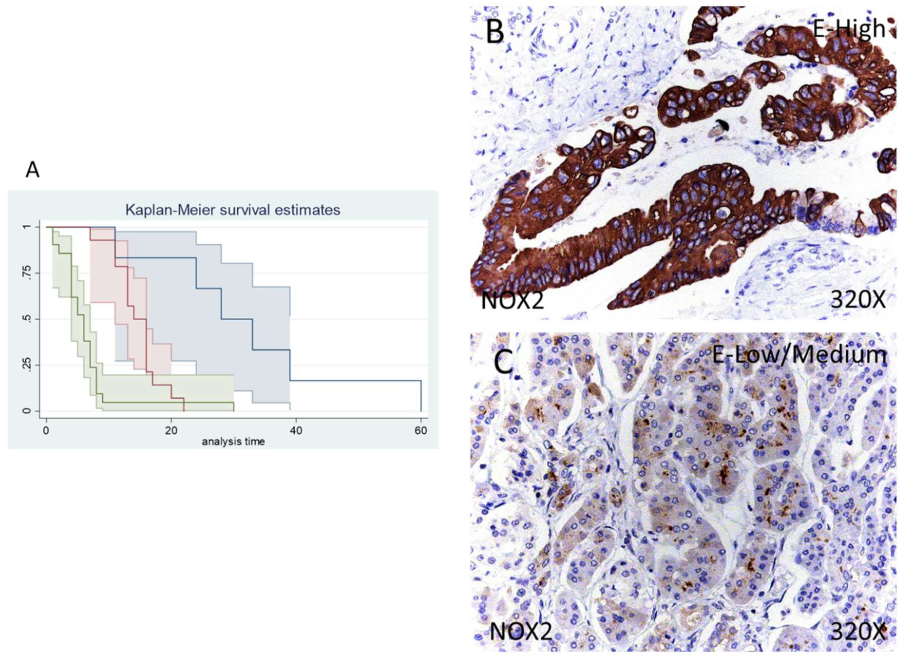 Antioxidants 11 00759 g003