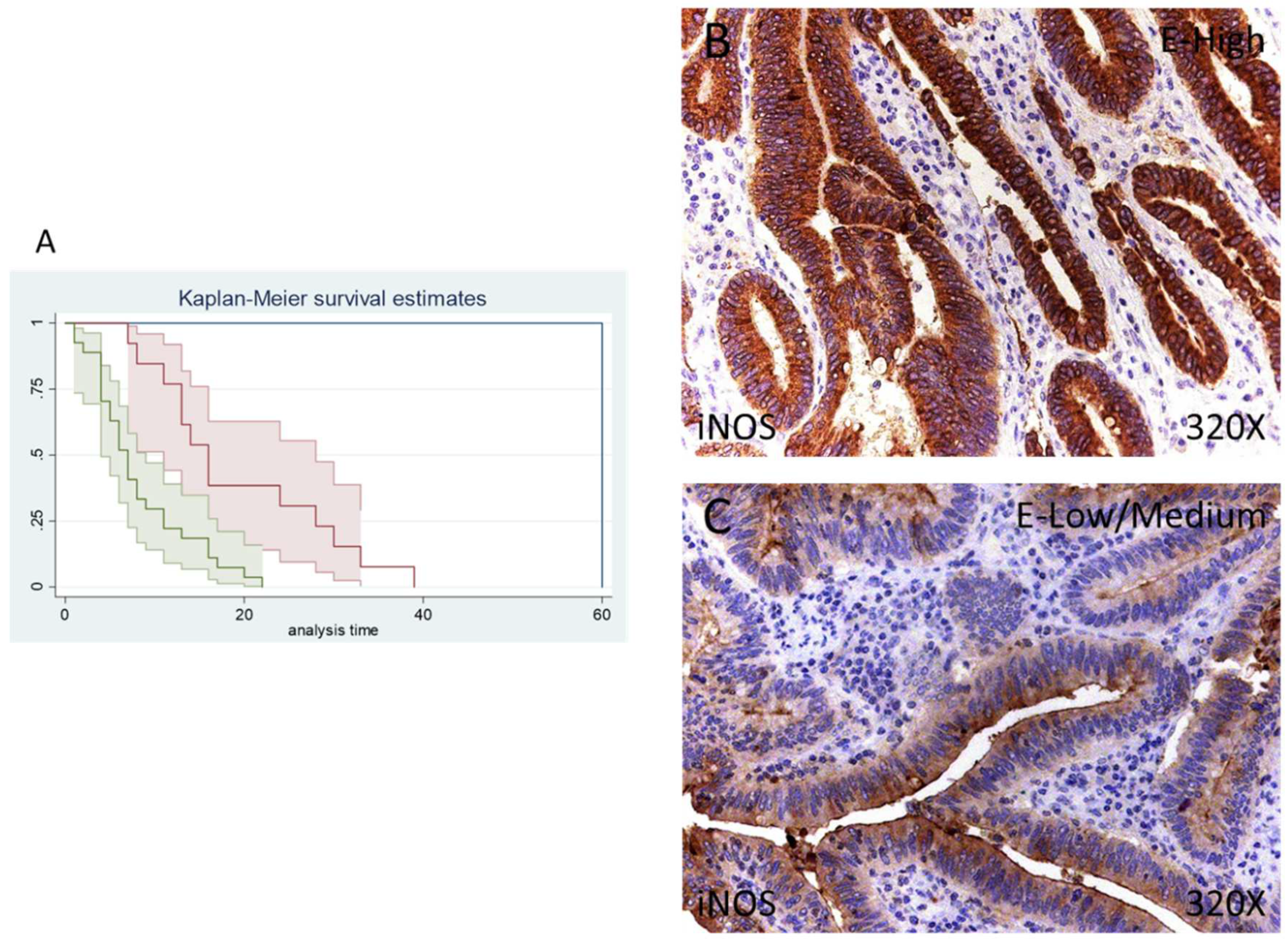 Antioxidants 11 00759 g005