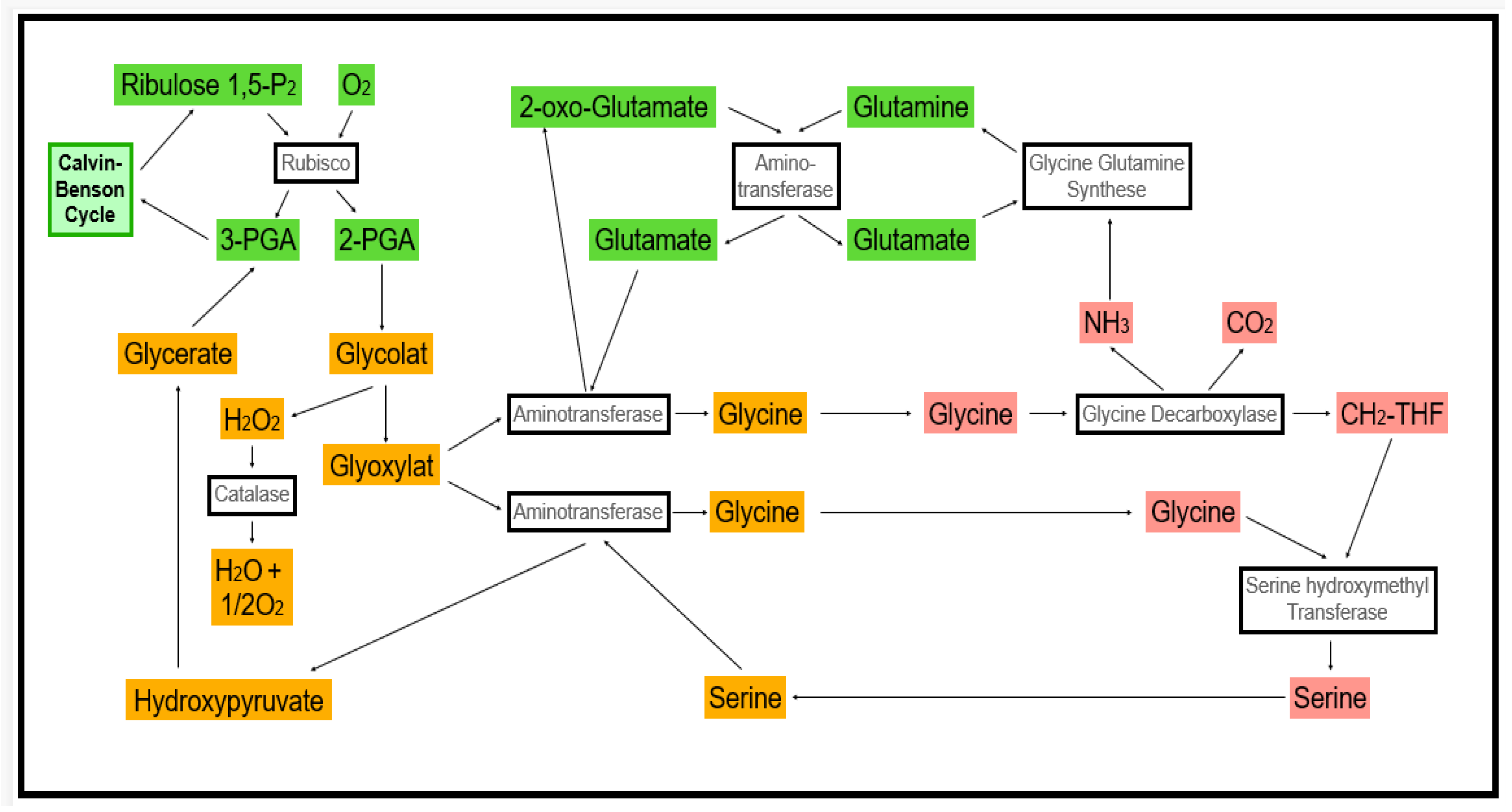 Antioxidants Free FullText Metabolic Pathway of Natural