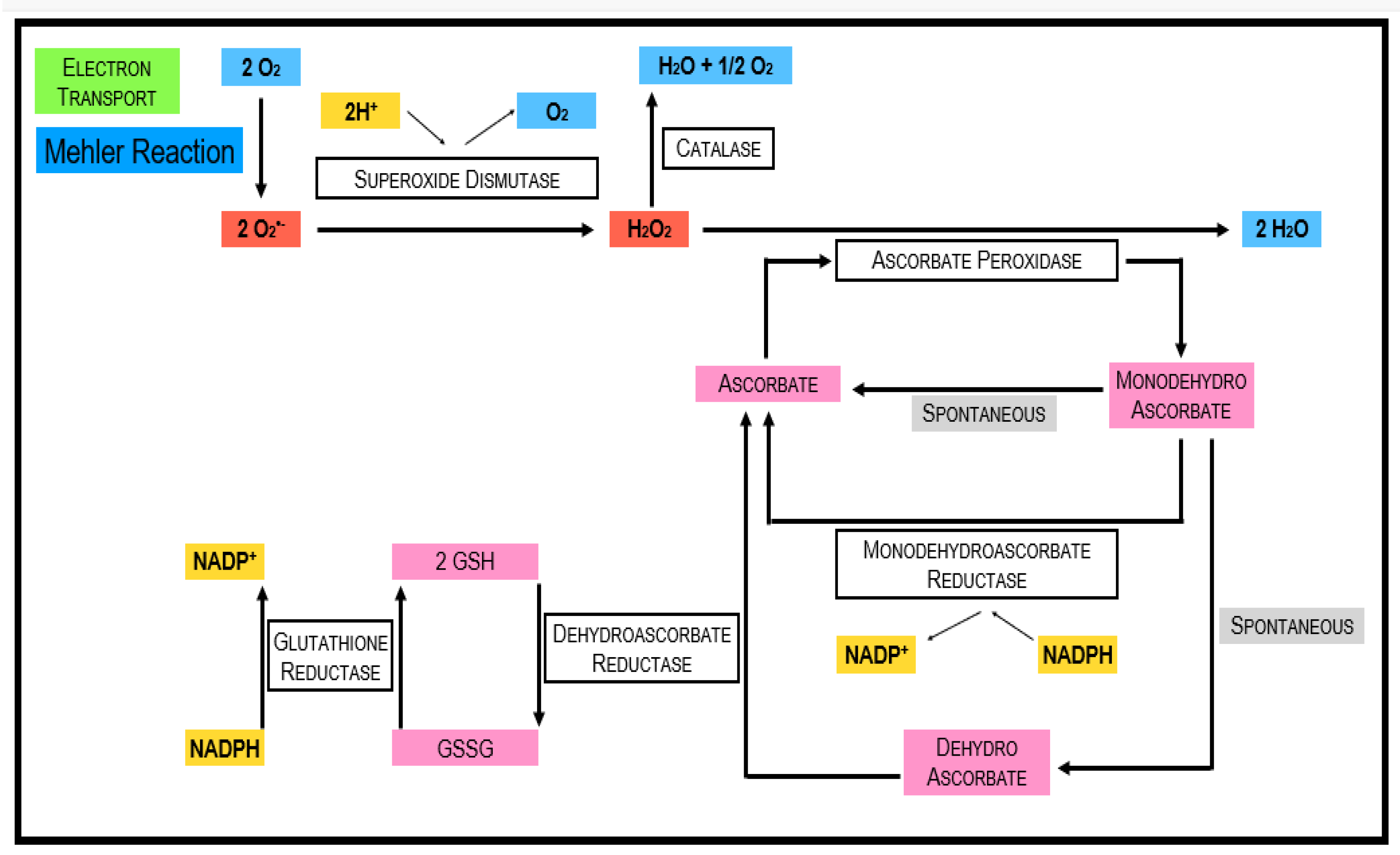 Antioxidants 11 00761 g003 Antioxidants 11 00761 g003