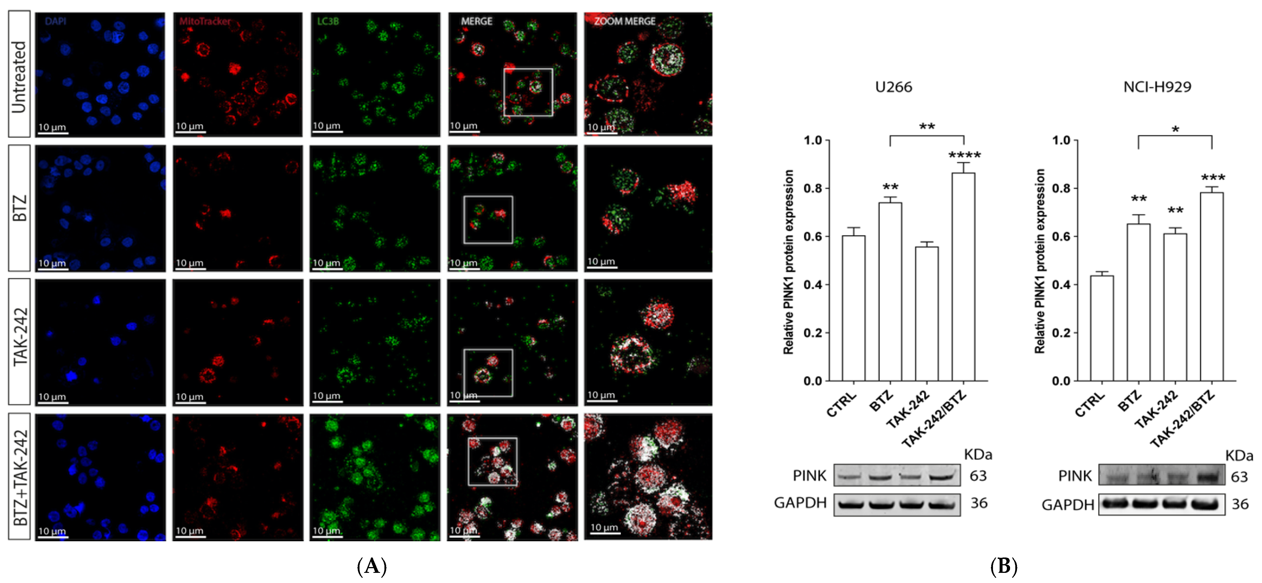 Antioxidants 11 00767 g002