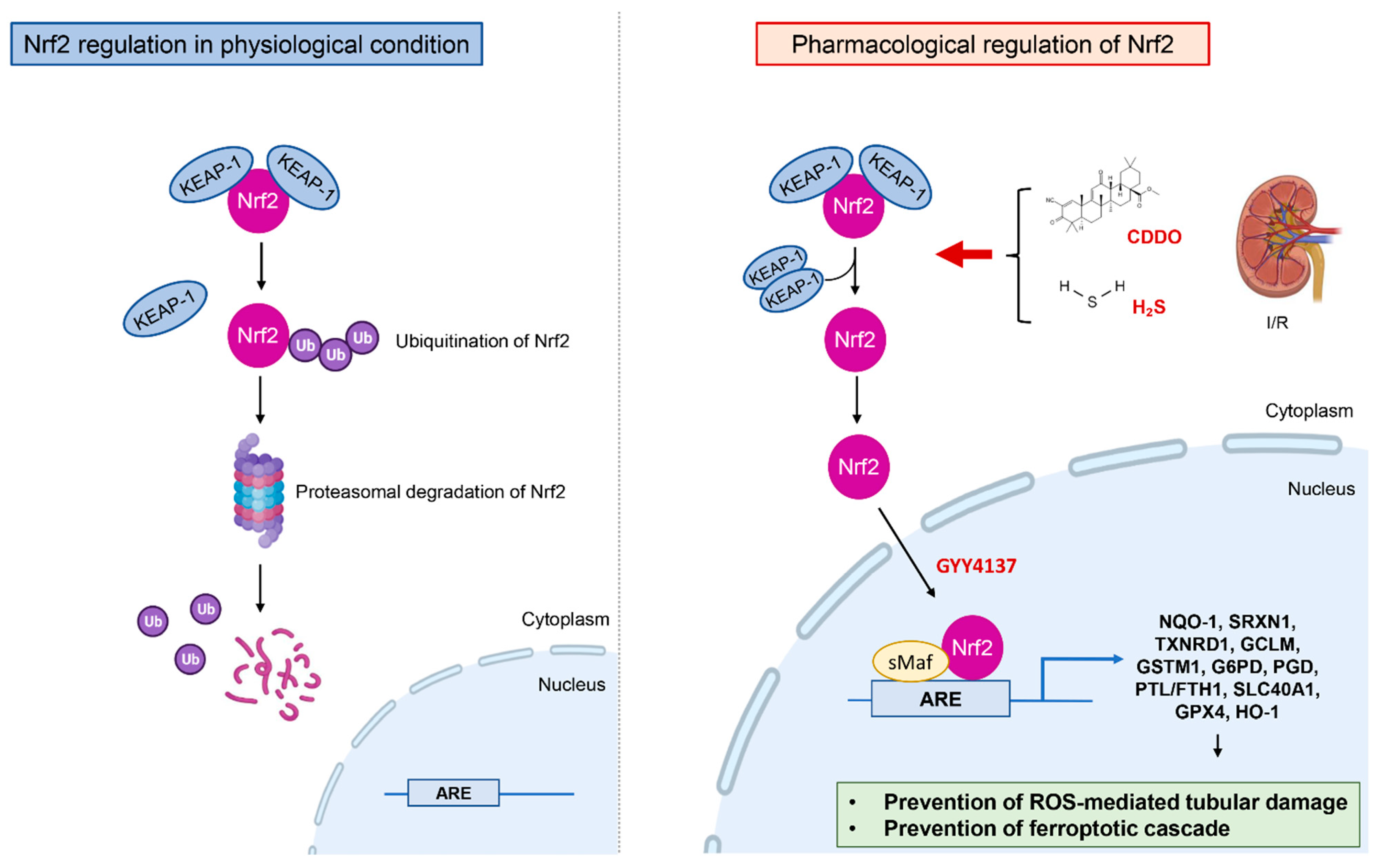 Antioxidants 11 00769 g002