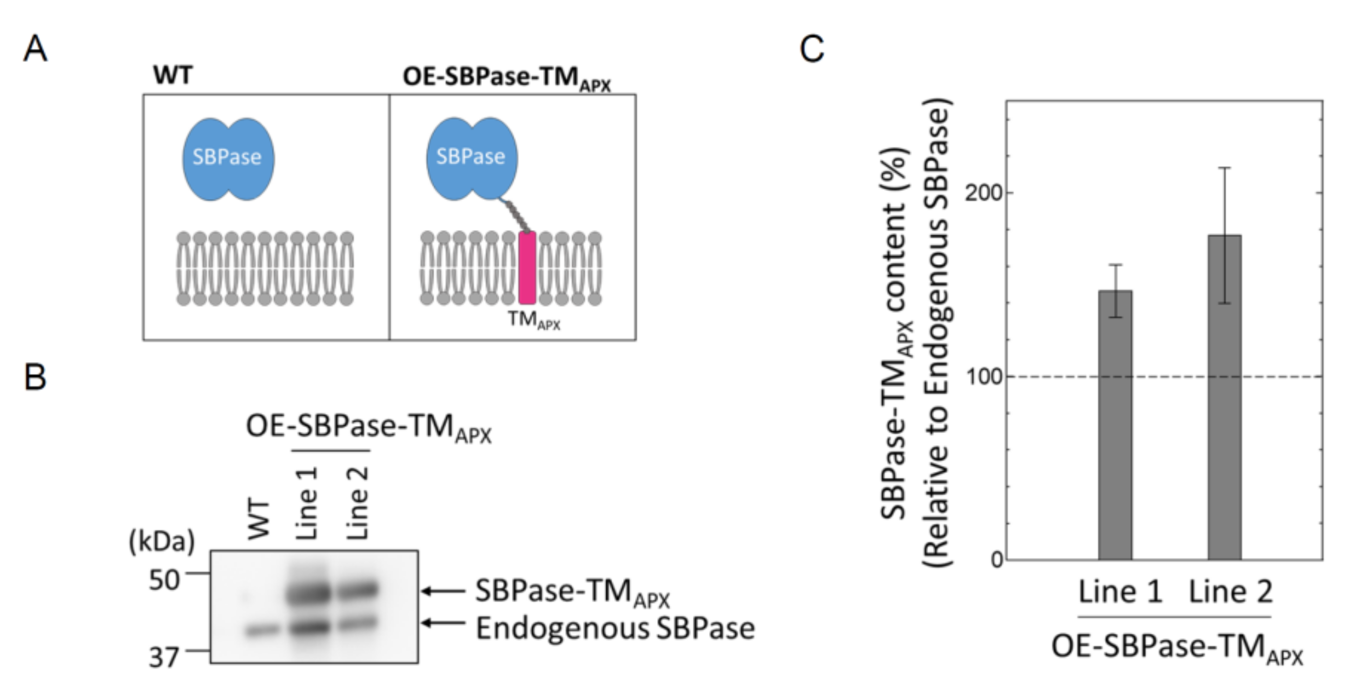 Antioxidants 11 00773 g001 550