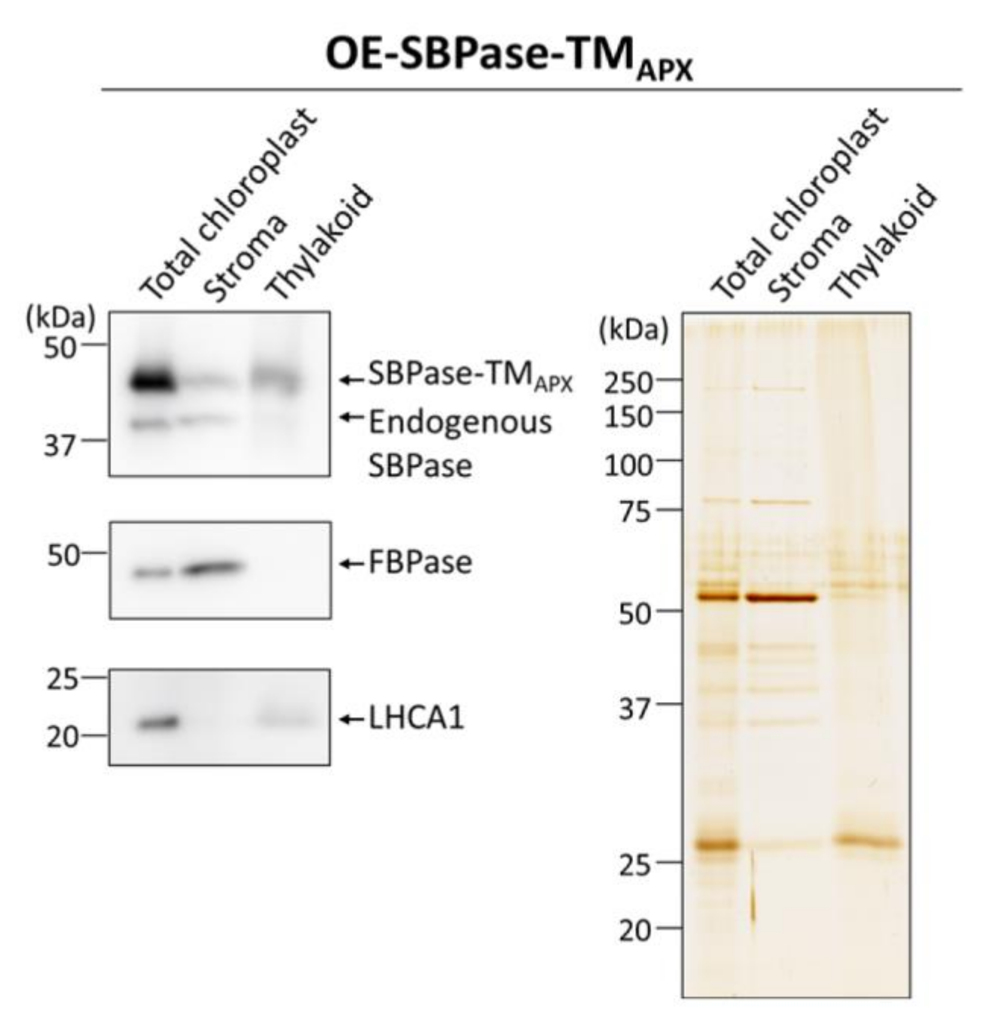 Antioxidants 11 00773 g003 550
