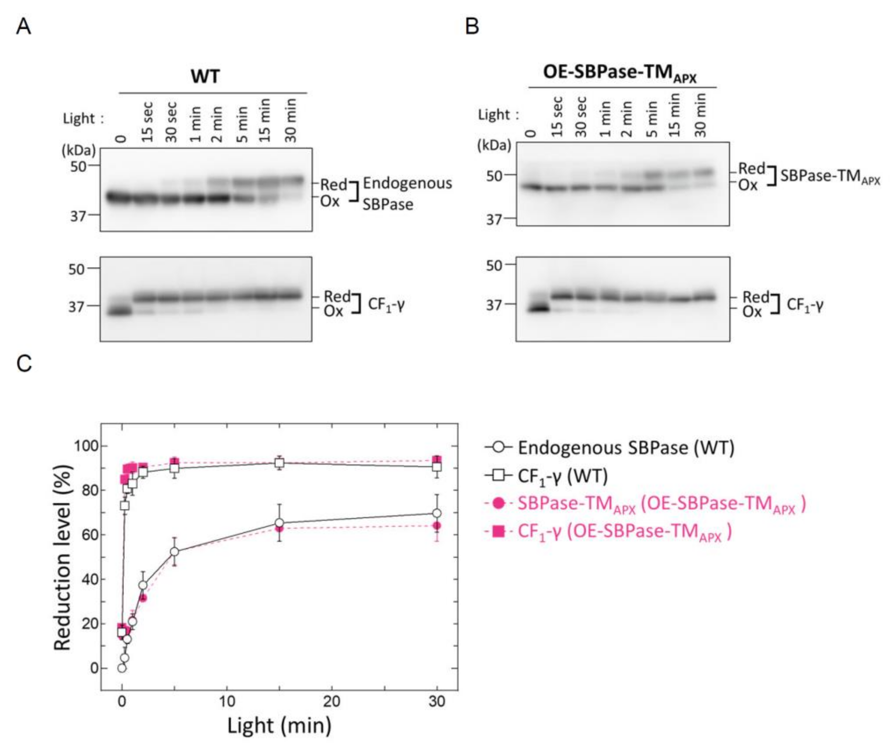 Antioxidants 11 00773 g004 550