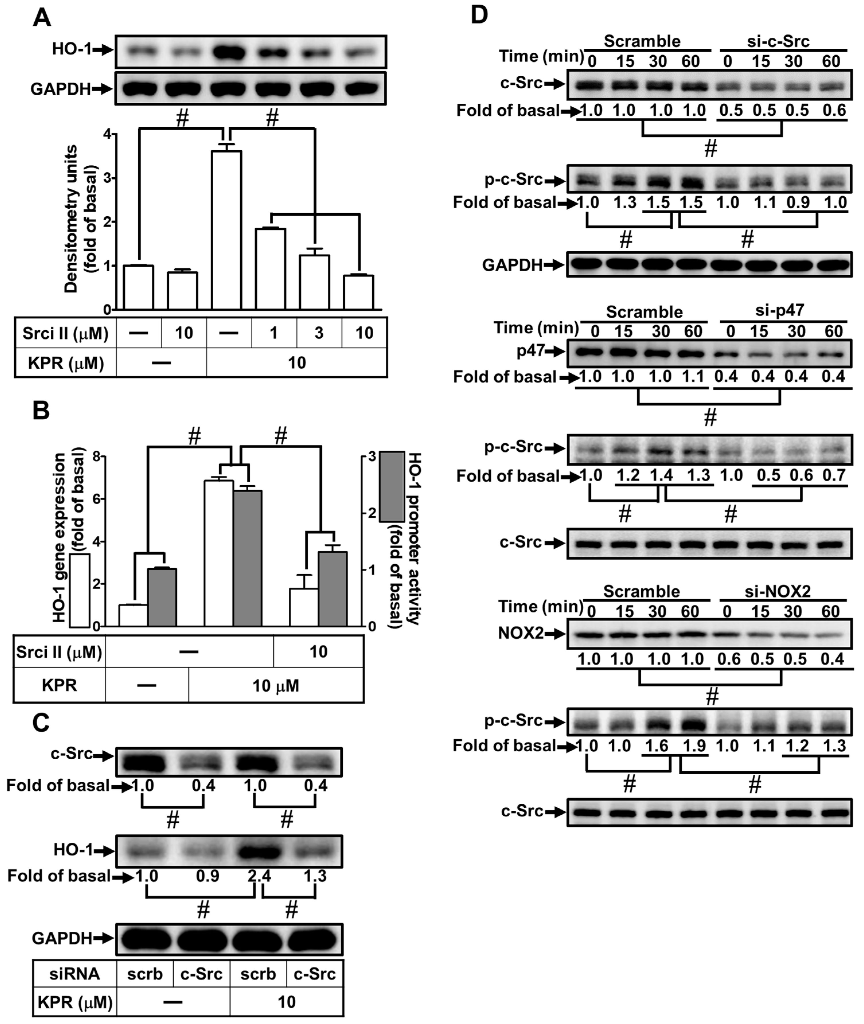 Antioxidants 11 00782 g005