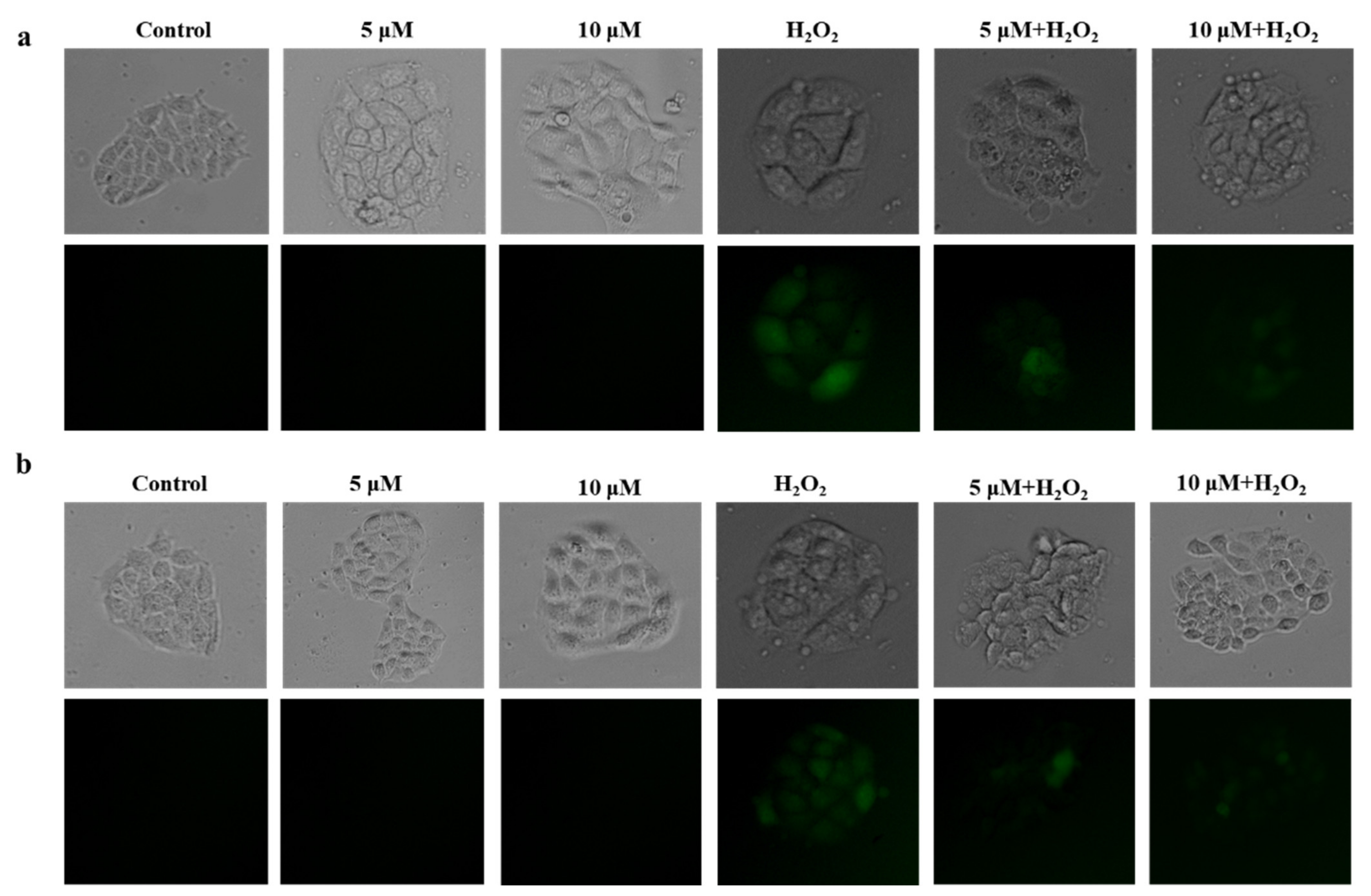 Antioxidants 11 00786 g004 550