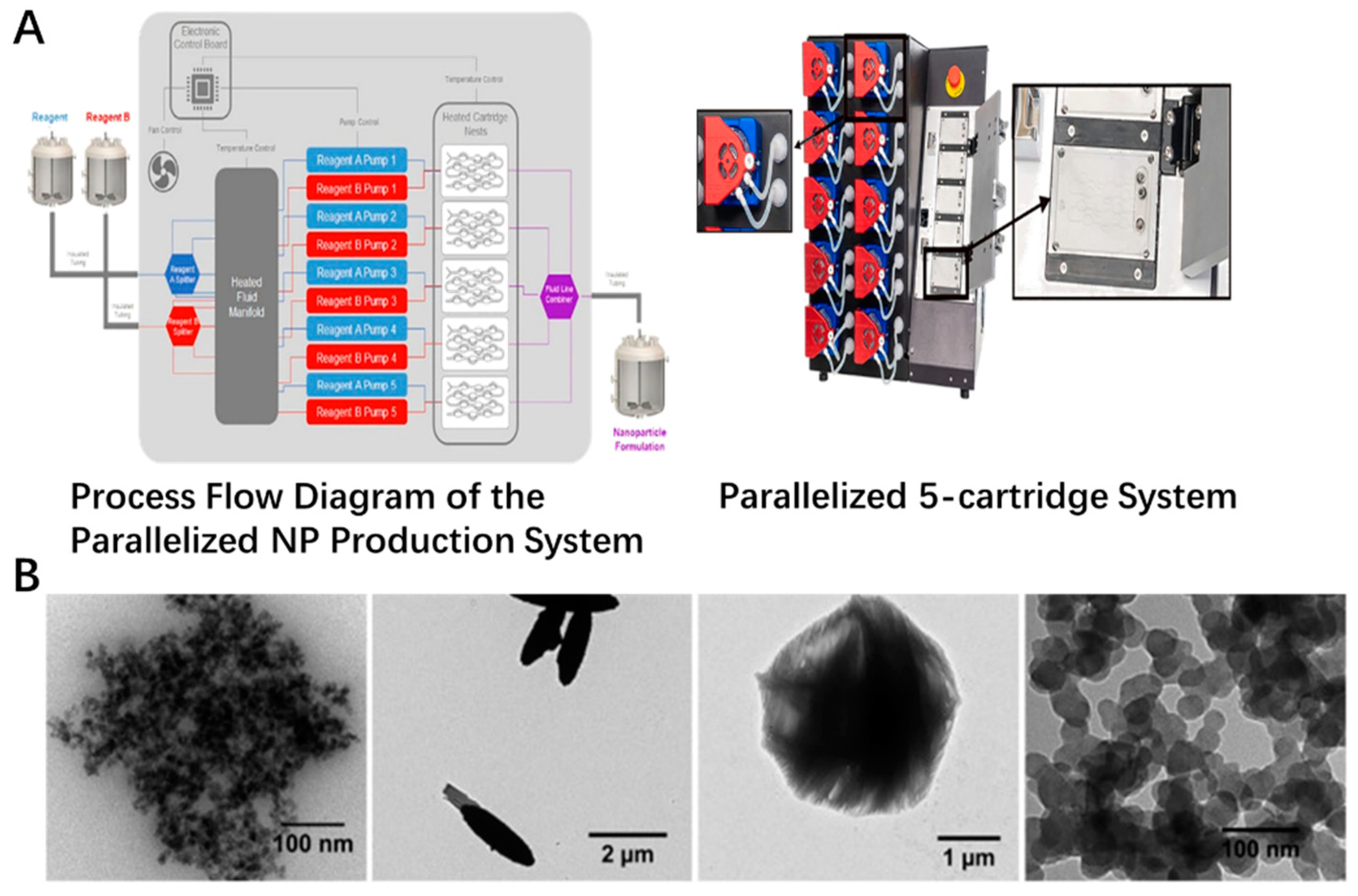 Antioxidants 11 00791 g001 Antioxidants 11 00791 g001
