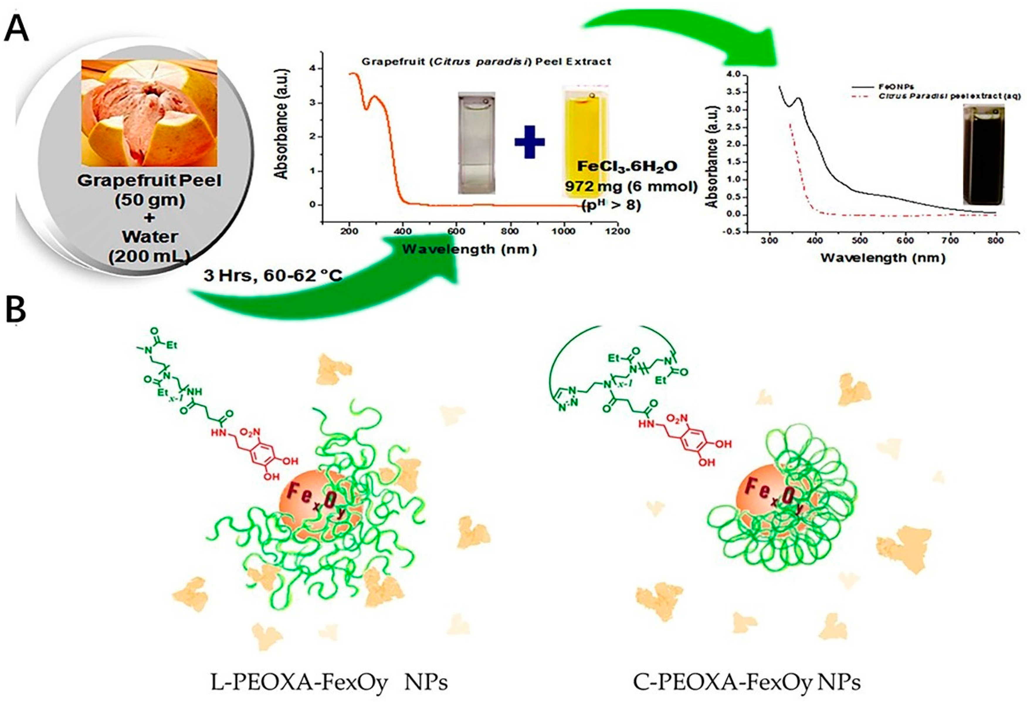 Antioxidants 11 00791 g003 Antioxidants 11 00791 g003