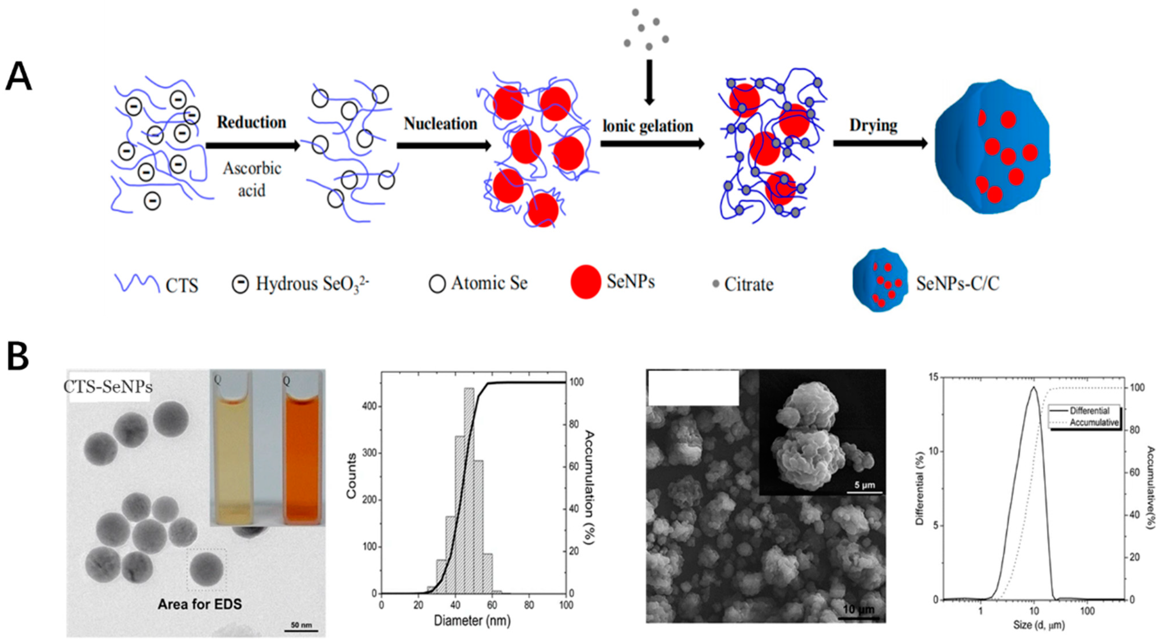 Antioxidants 11 00791 g004 Antioxidants 11 00791 g004