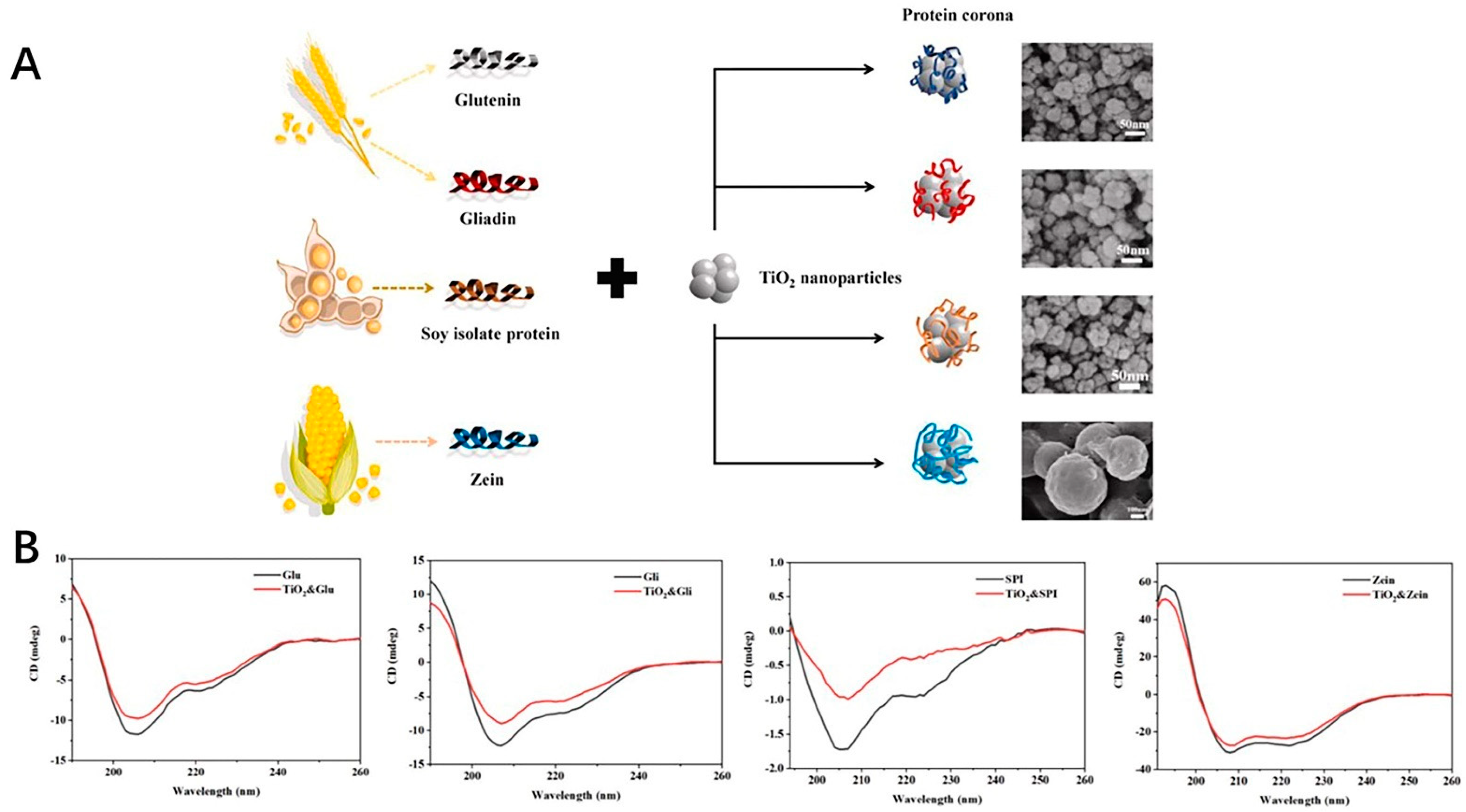 Antioxidants 11 00791 g005 Antioxidants 11 00791 g005