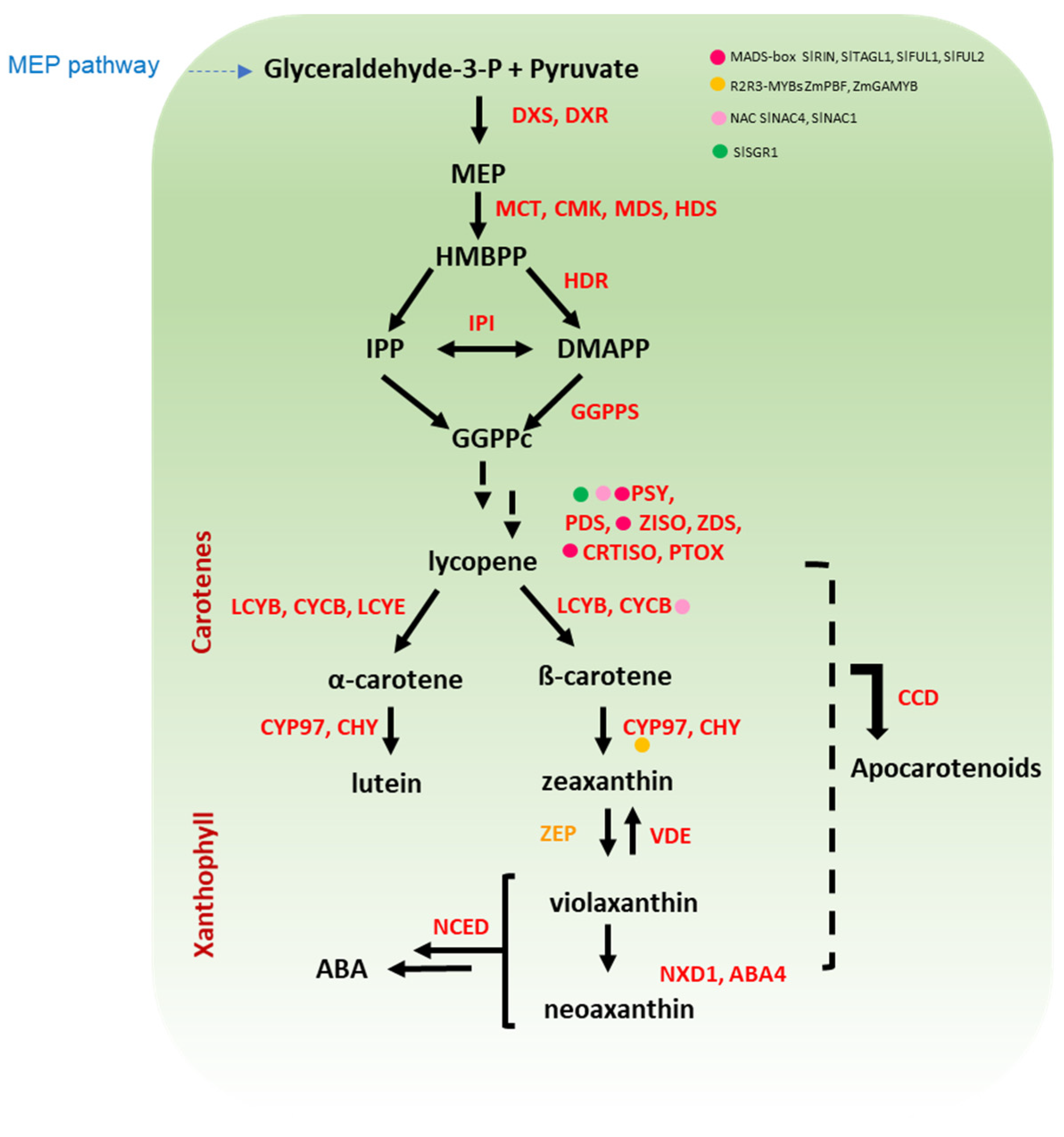 Antioxidants 11 00794 g002 Antioxidants 11 00794 g002